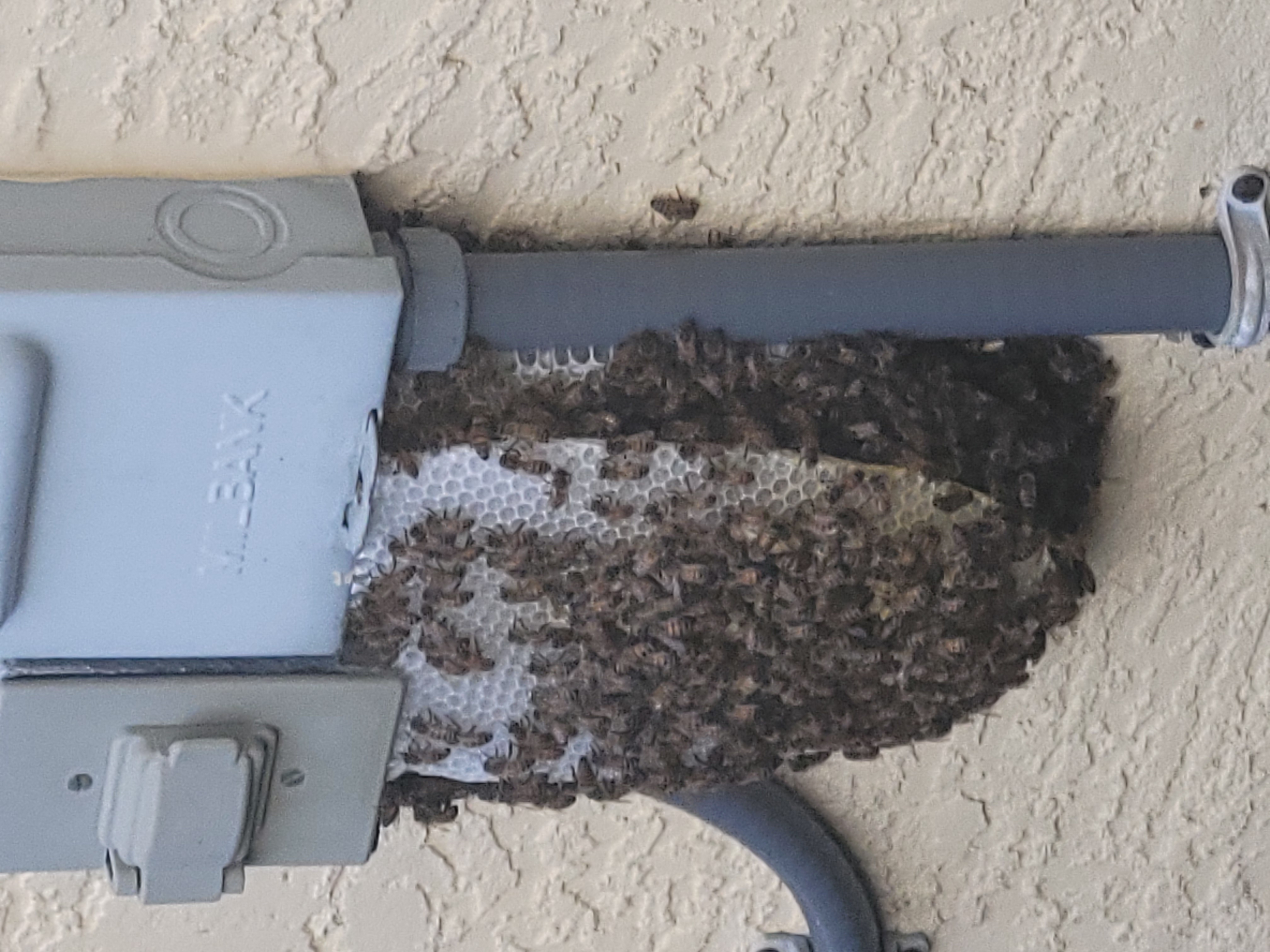 A Beekeeper's Guide to Swarm Collection in Delaware