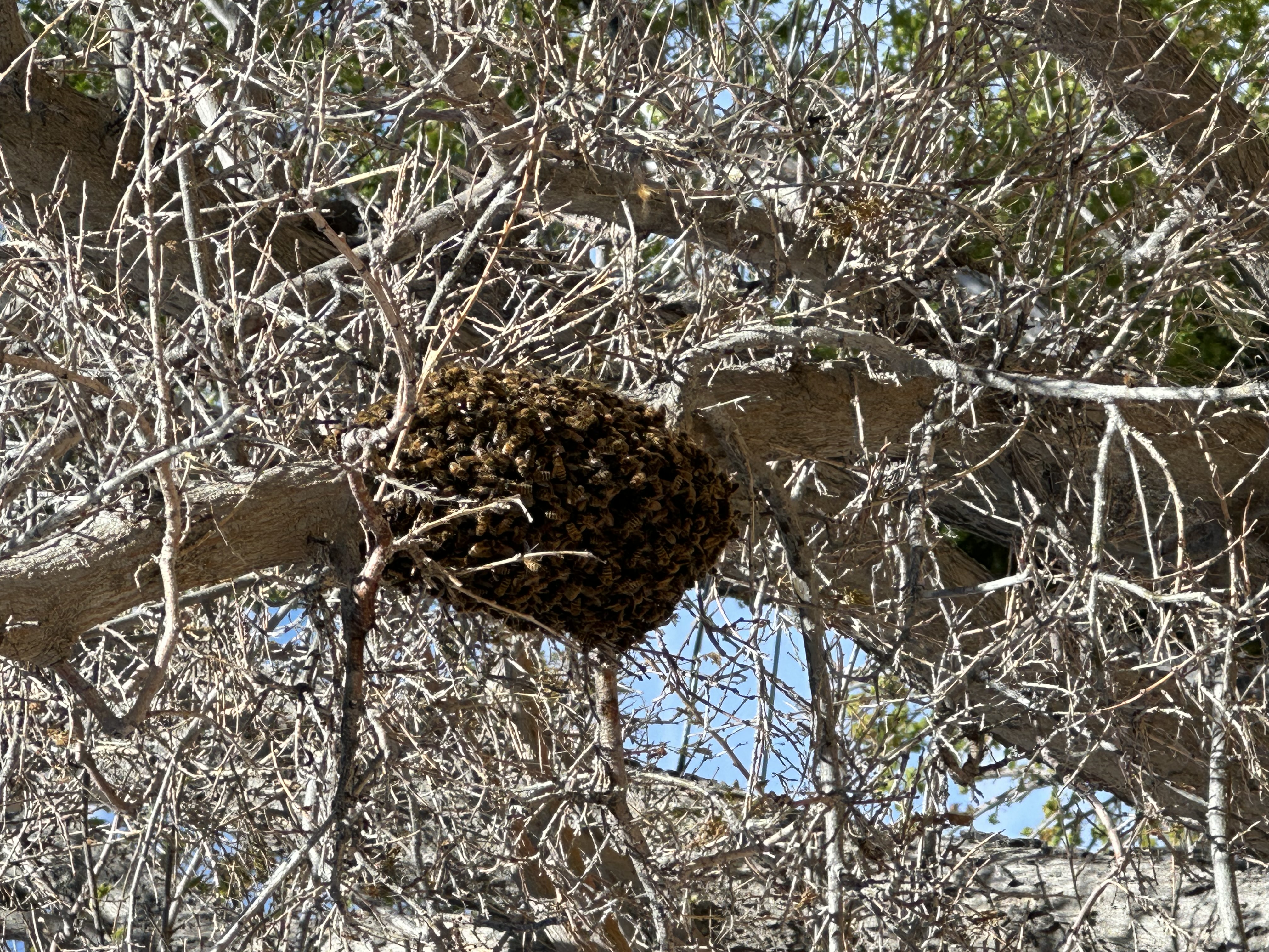 Kansas Bee Swarm Report: A Guide to Spring Honey Bee Activity