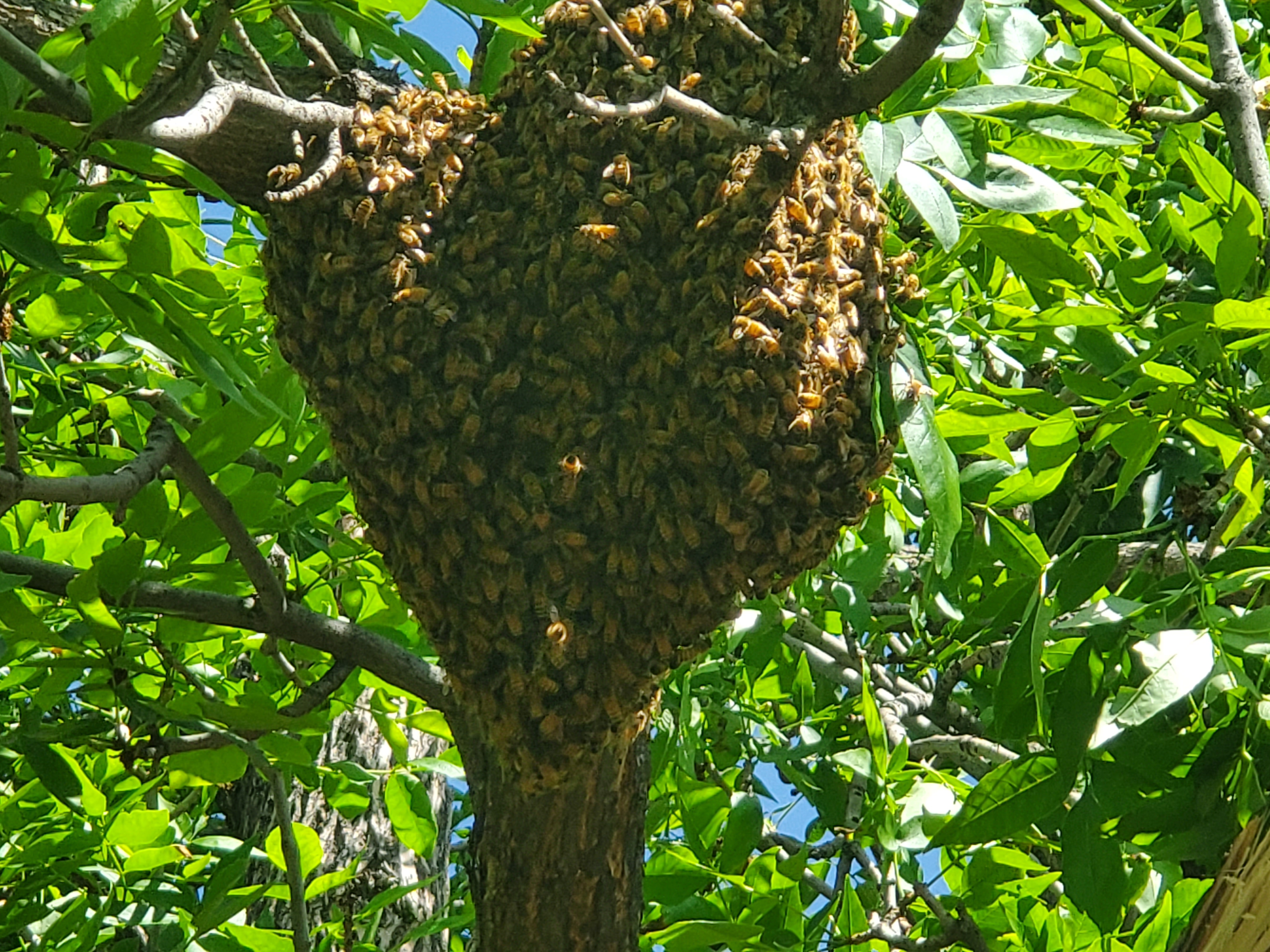 Reported a Bee Swarm in Alabama? Here’s What Happens Next