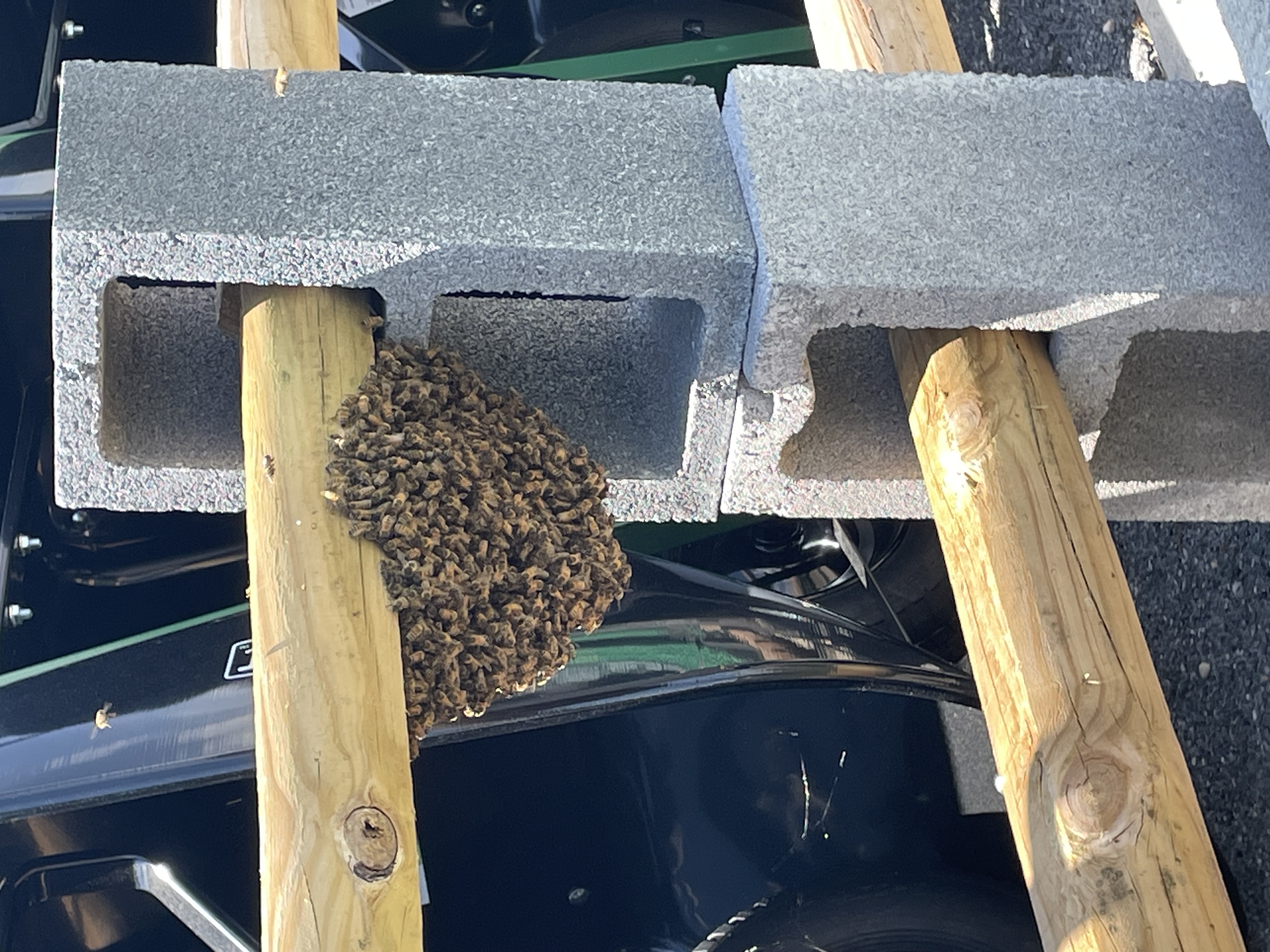 Michigan Bee Swarm Calendar: A Guide to Spring Swarm Season