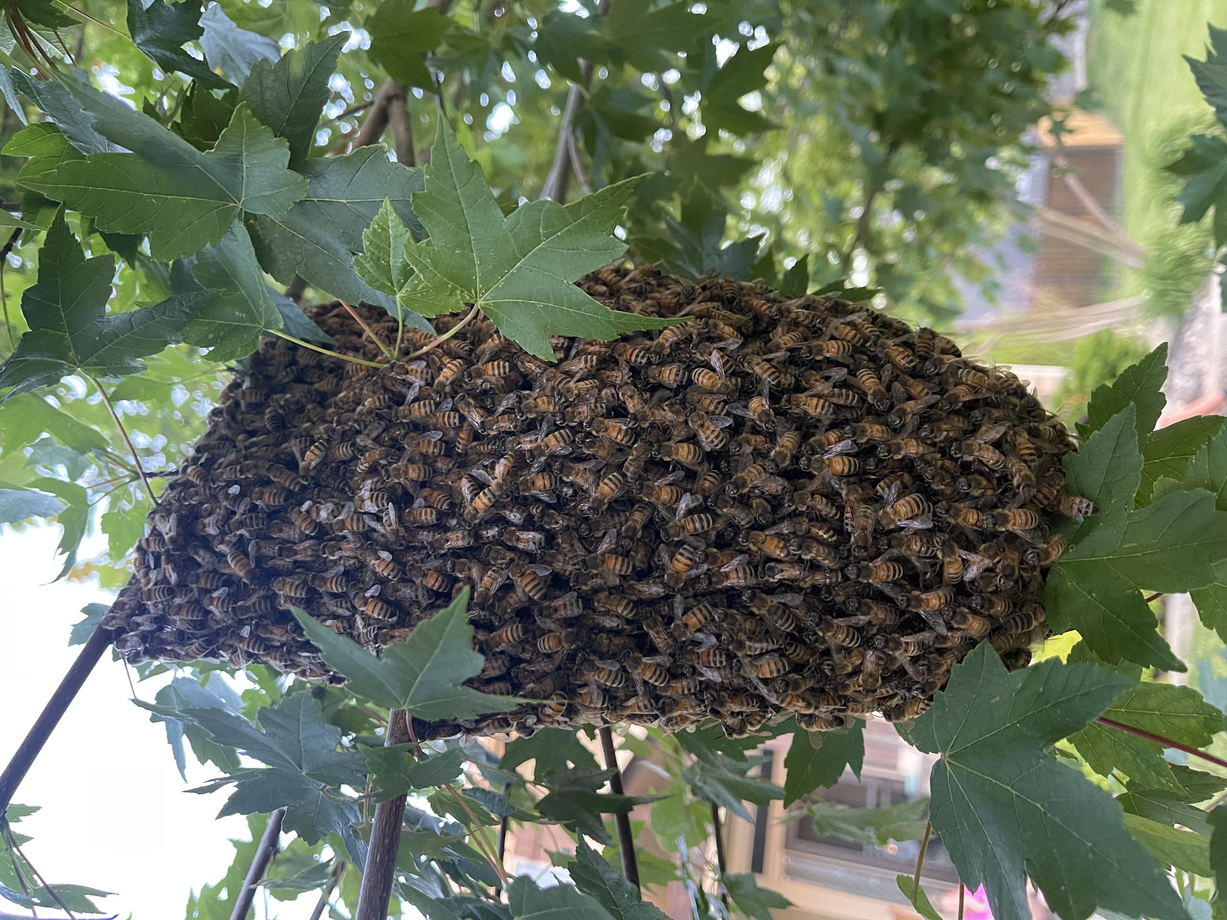 Honeybee Democracy: What Swarms Can Teach Us
