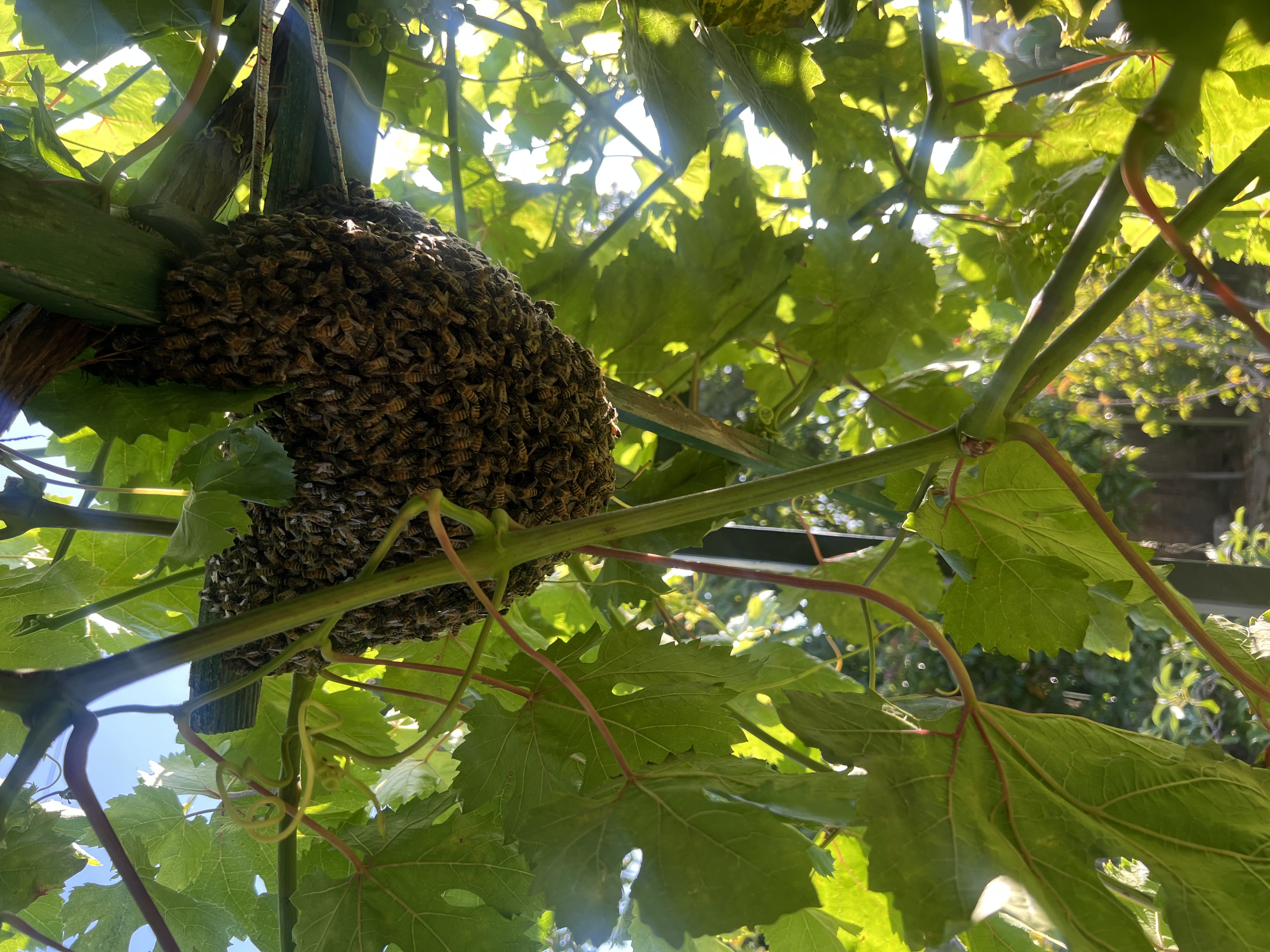 Reported a Bee Swarm in Idaho? Here’s What Happens Next