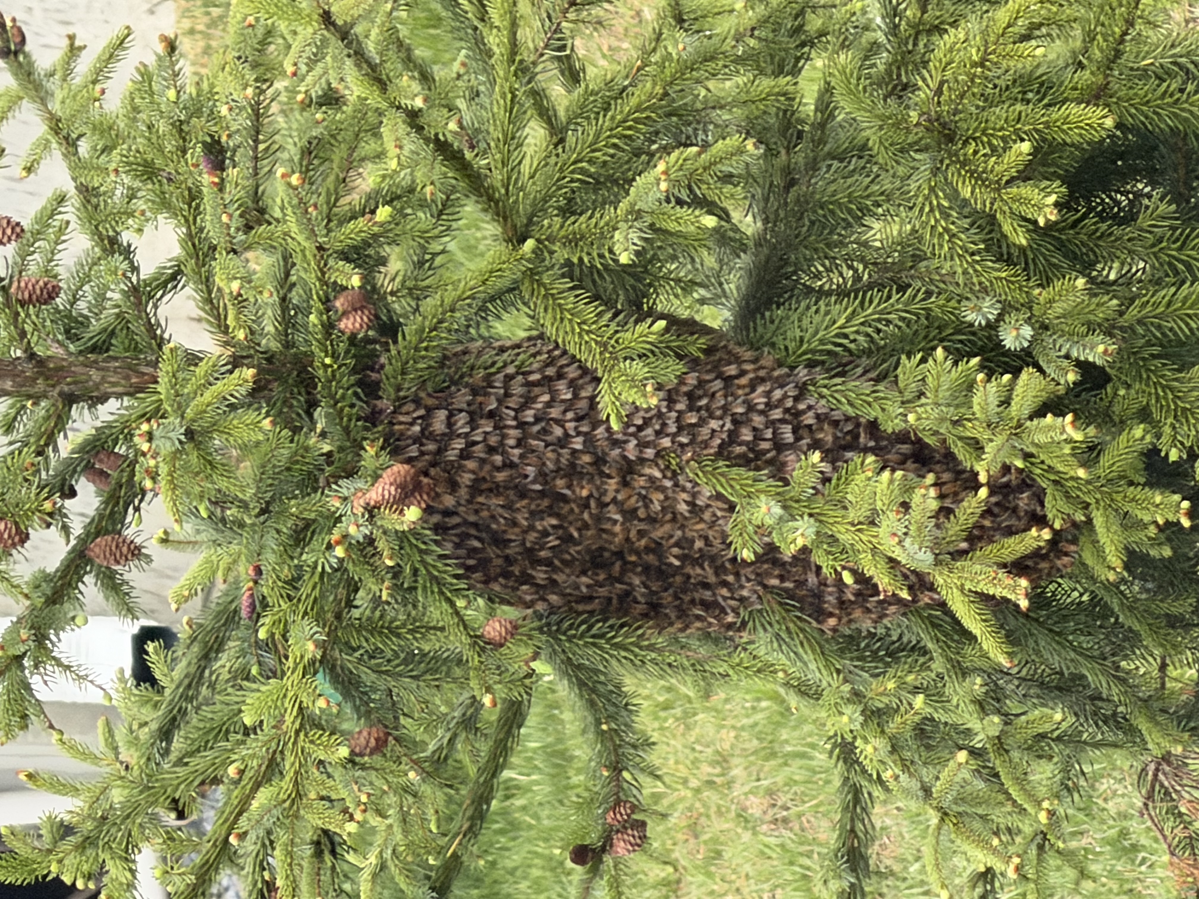 Oklahoma Bee Swarm Reporting: A Guide for Spring