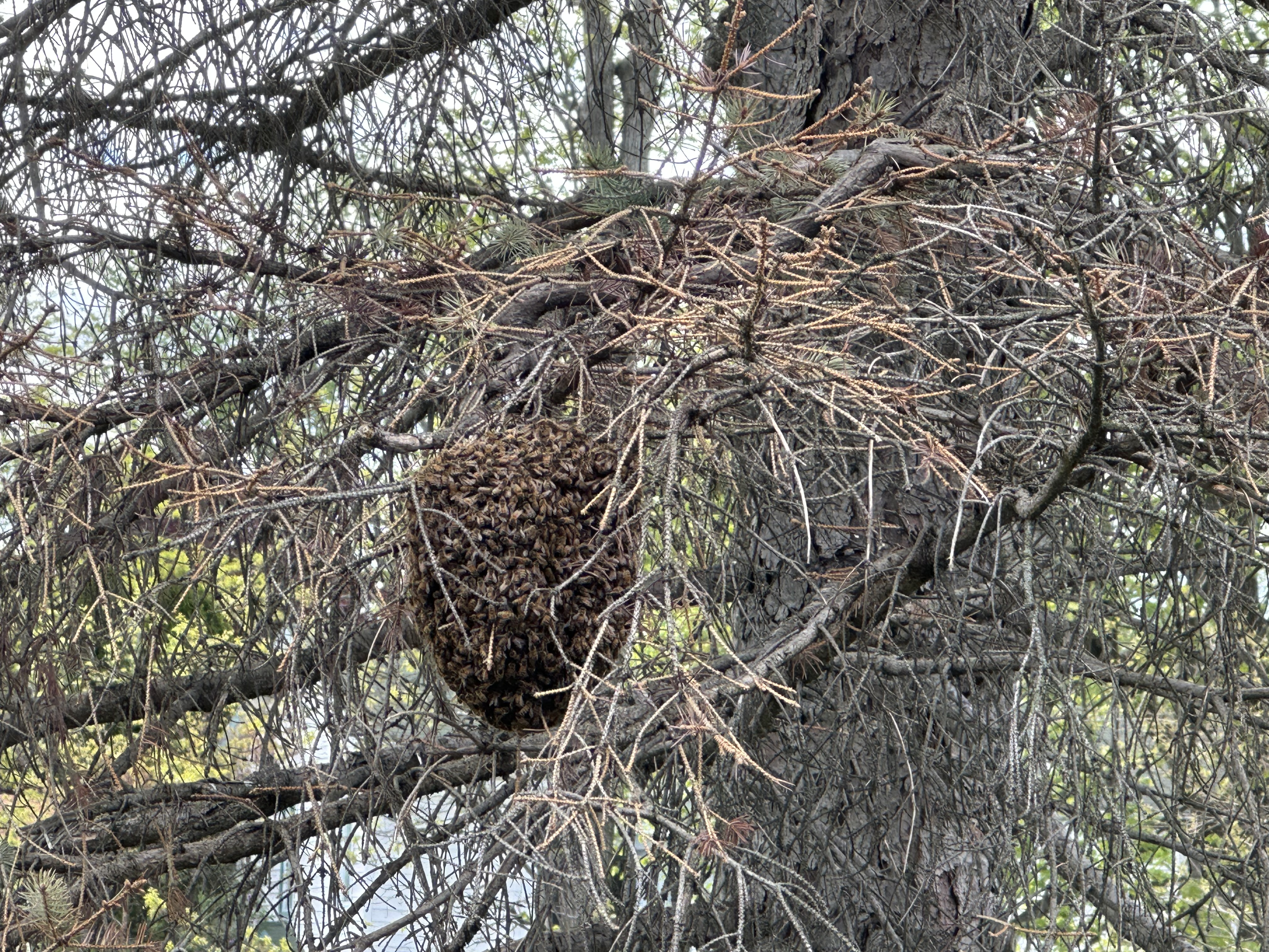 Reported a Bee Swarm in Vermont? What Comes Next