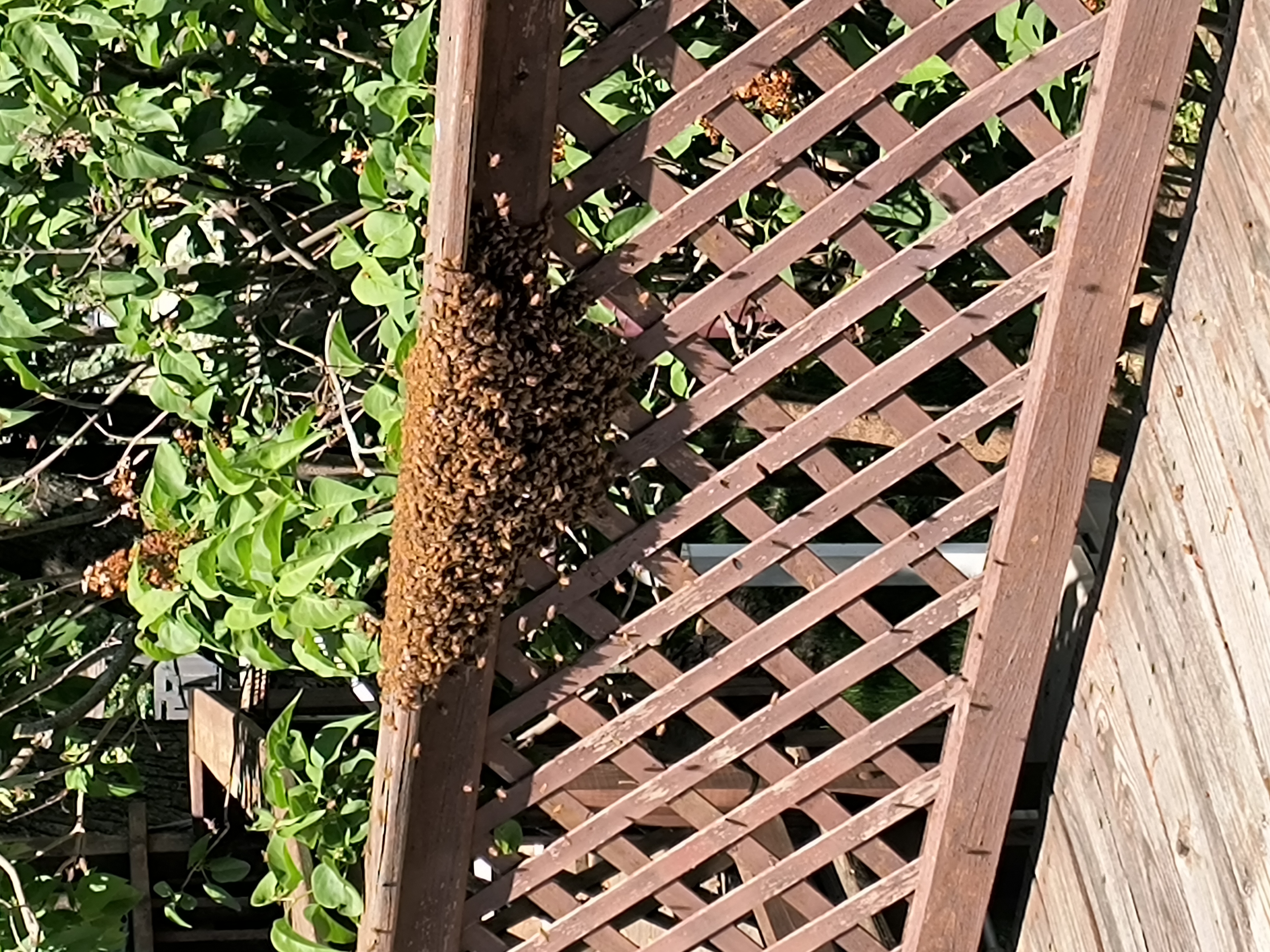 Reported a Bee Swarm in Nebraska? Here's What Comes Next