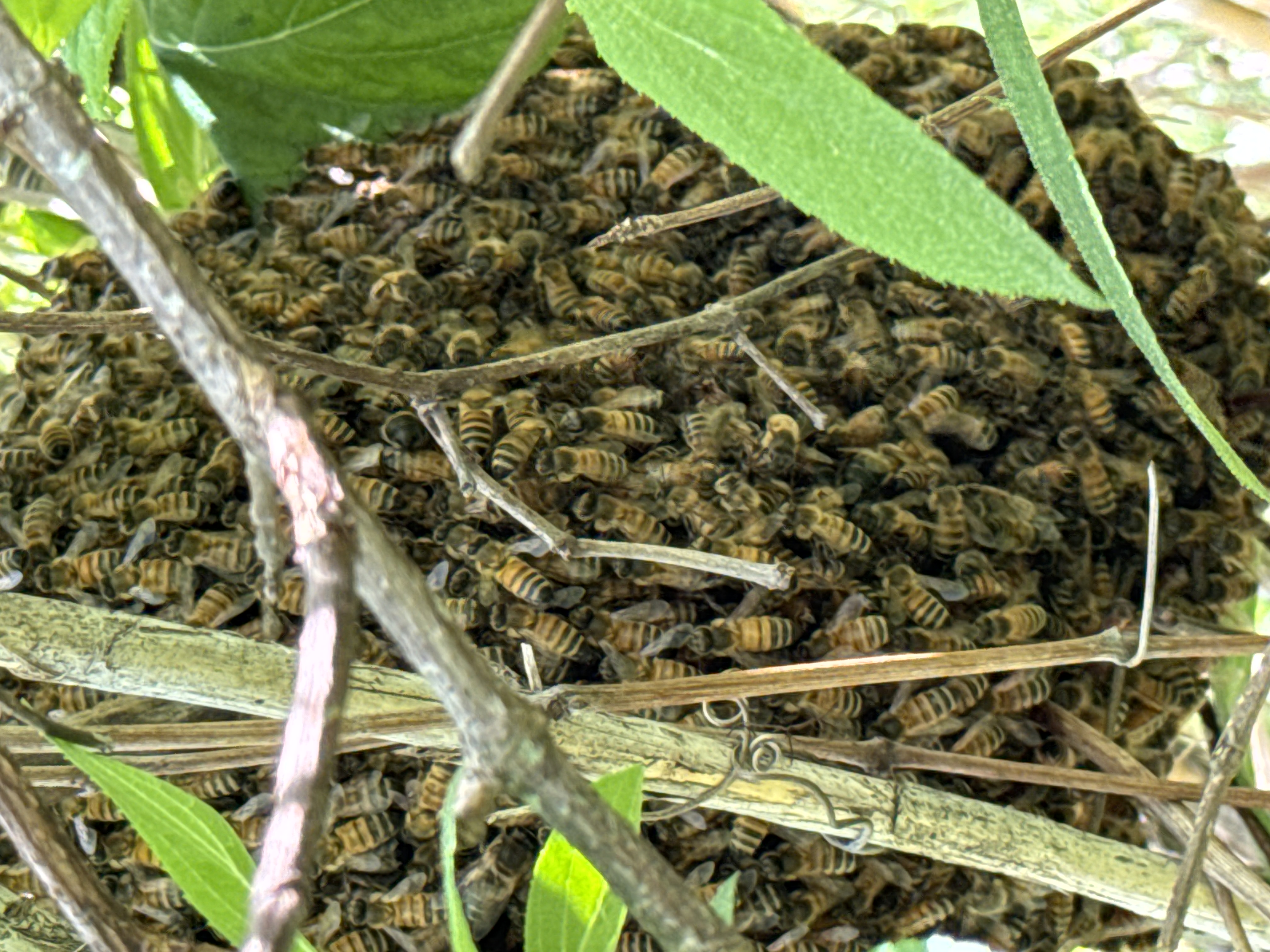 Reported a Bee Swarm in Colorado? What to Expect Next