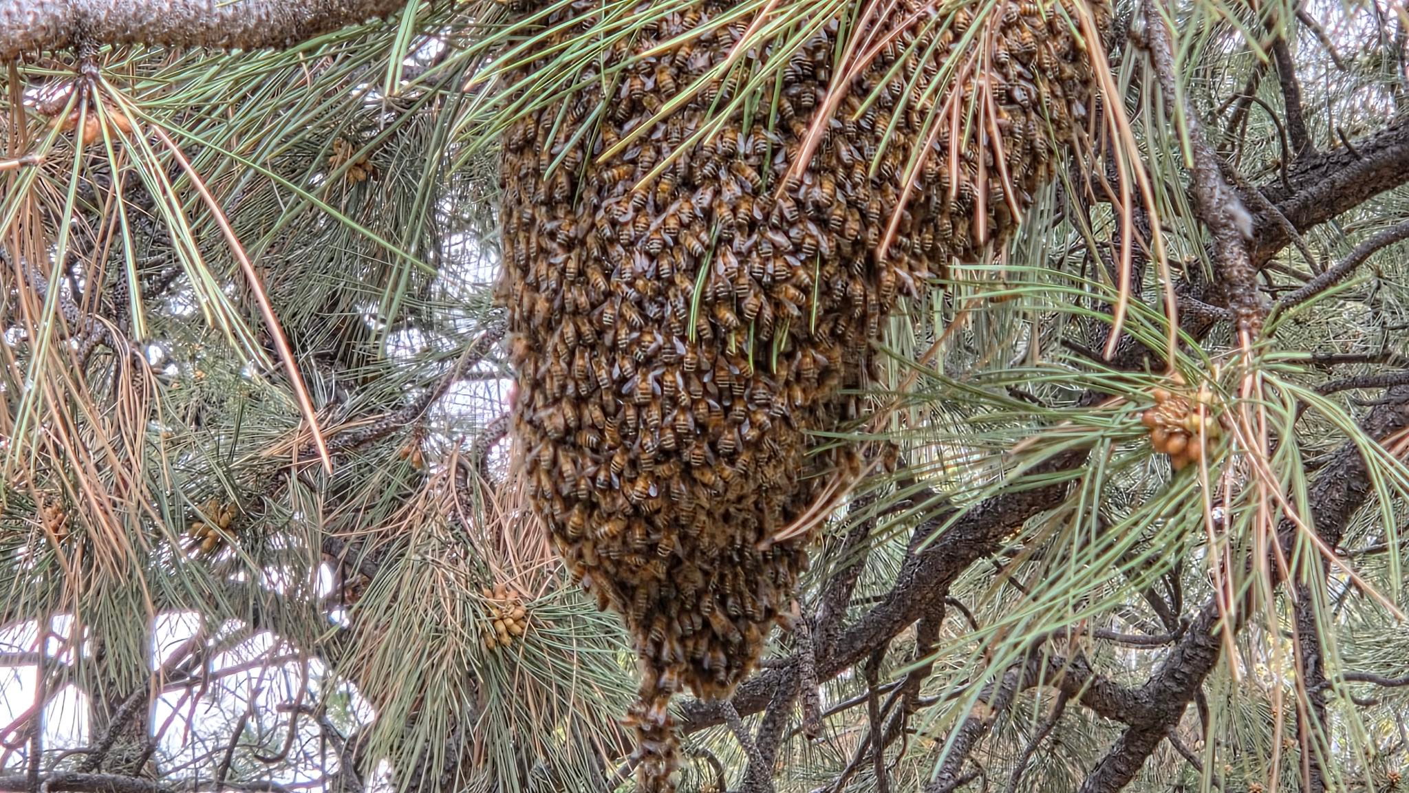 Arizona Beekeepers: May's Peak Swarm Season is Here