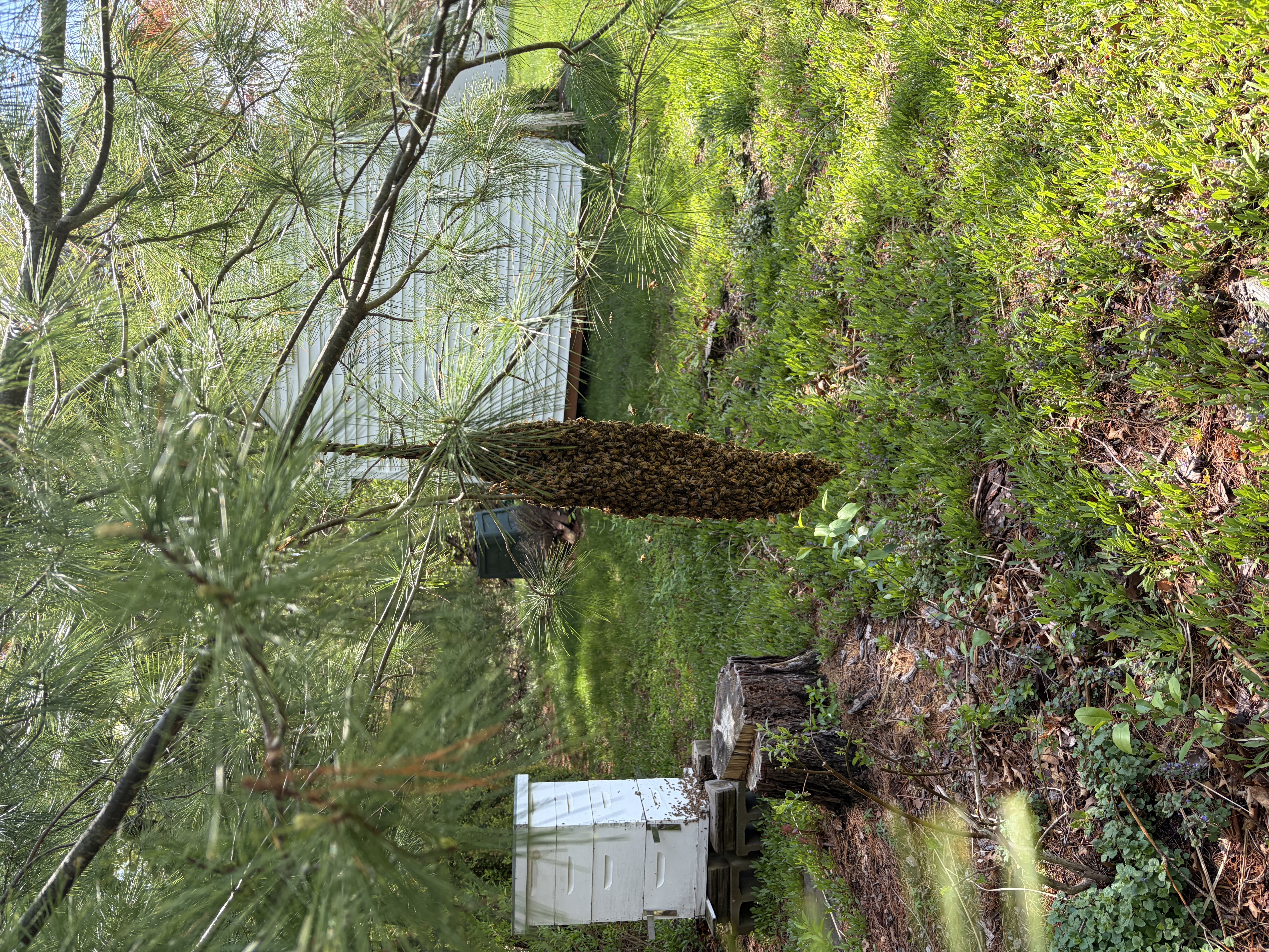 Reported a Bee Swarm in Delaware? Here’s What Happens Next