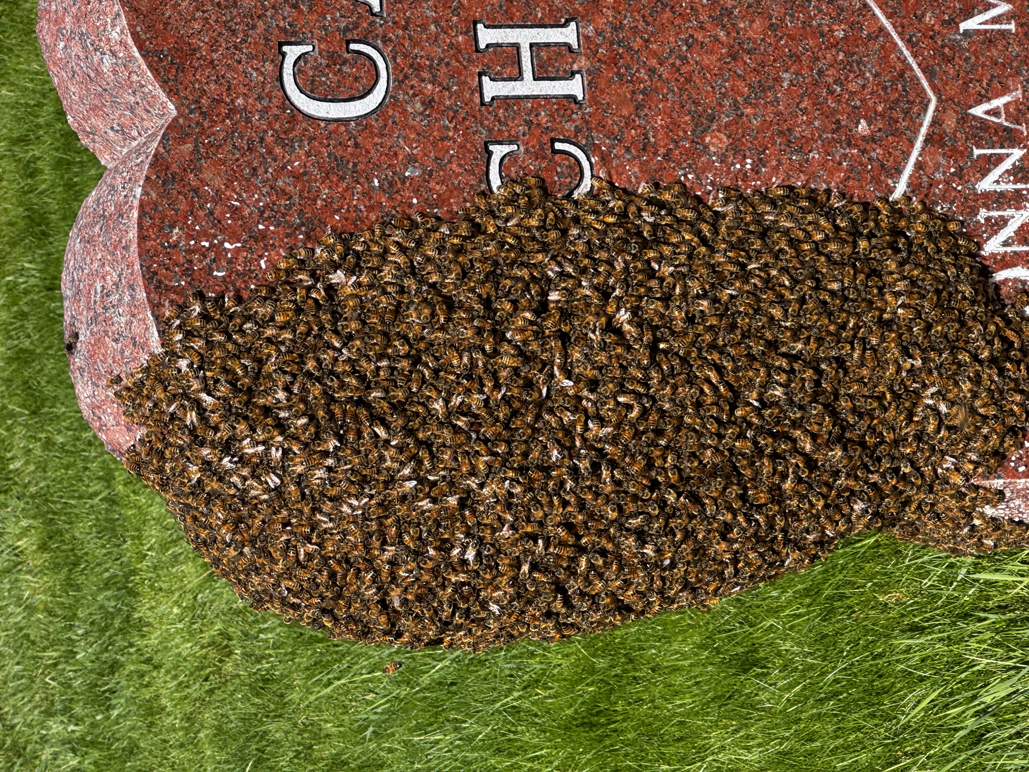 Strategic Swarm Catching: Growing Your Apiary This Spring