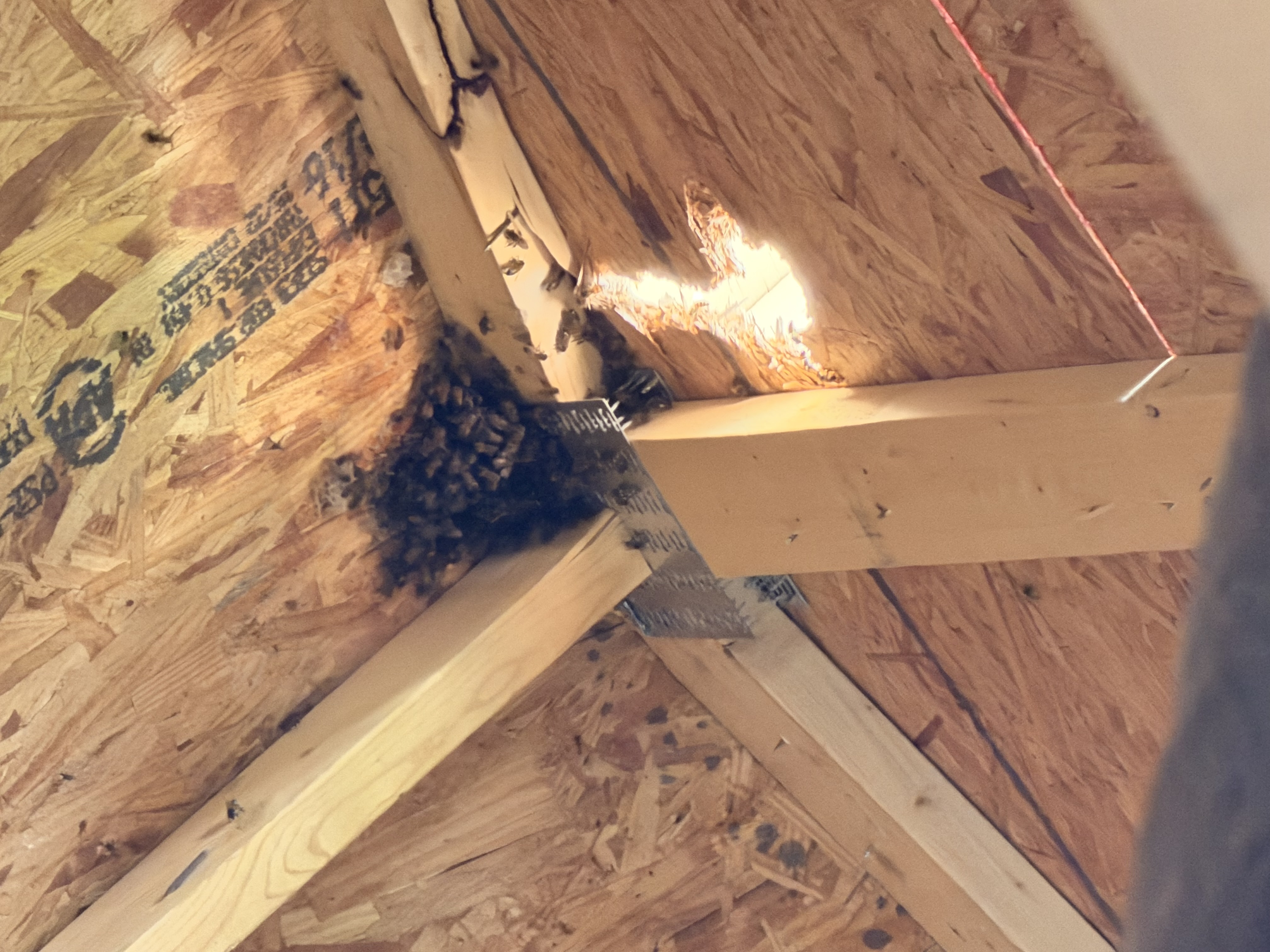 Utah's Bee Swarm Calendar: A Guide for Spring