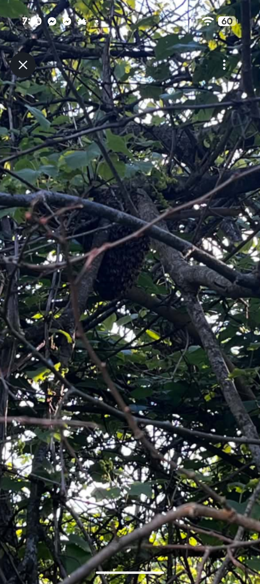 Reporting a Bee Swarm in Wyoming: What Happens Next?