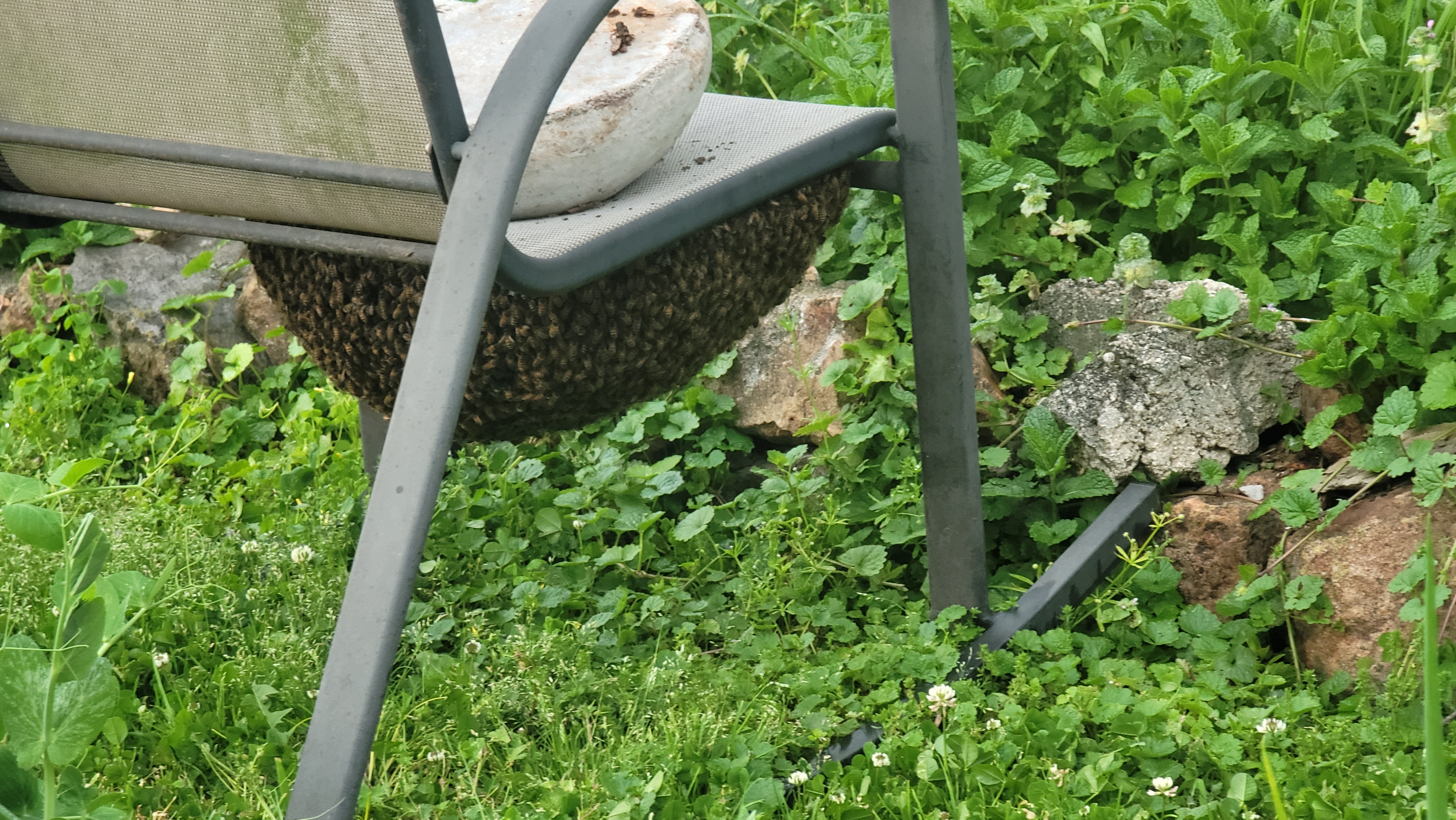 Reported a Bee Swarm in Kansas? Here's What Happens Next