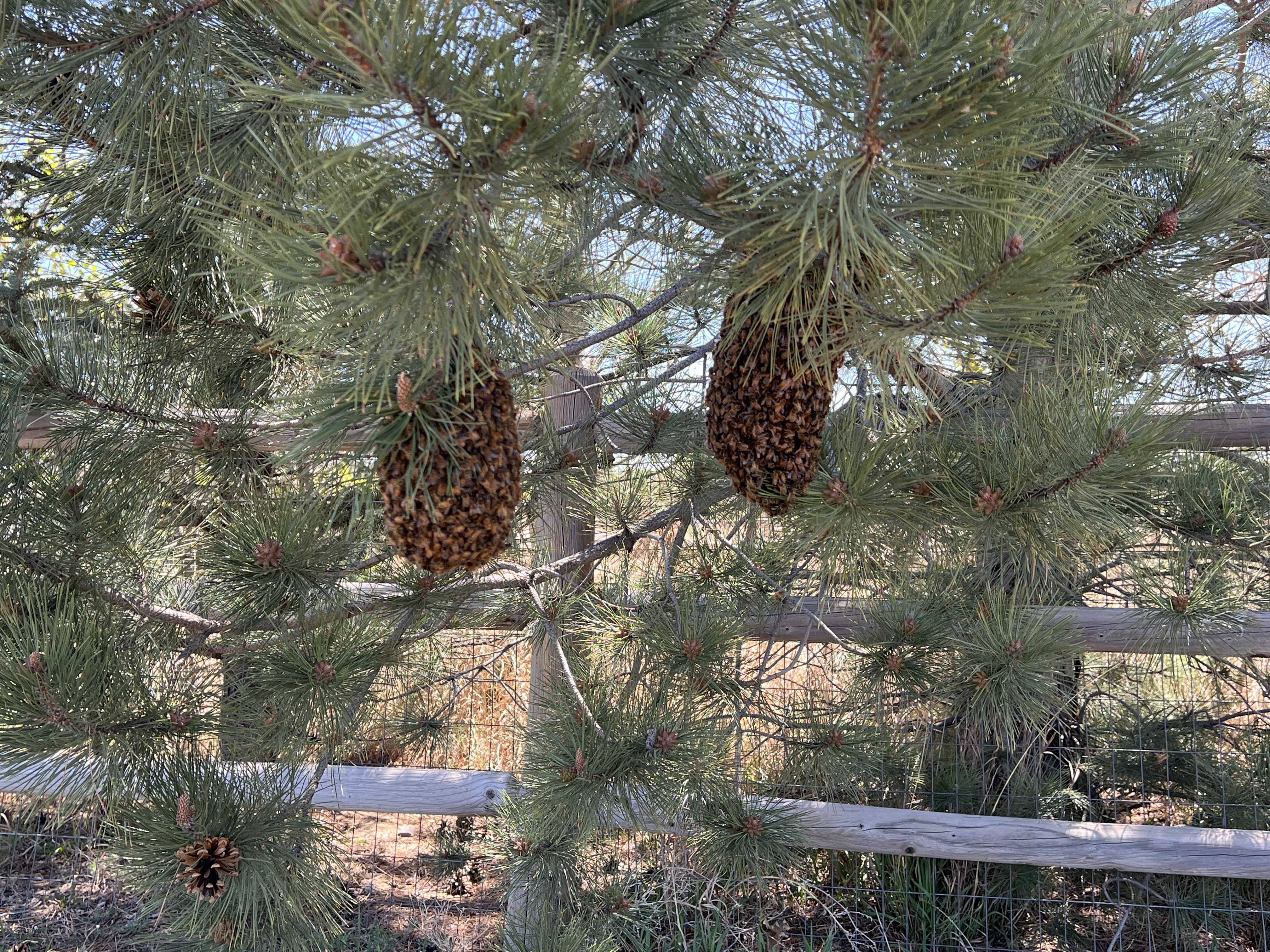 Urgent Call for California Beekeepers to Rescue Swarms