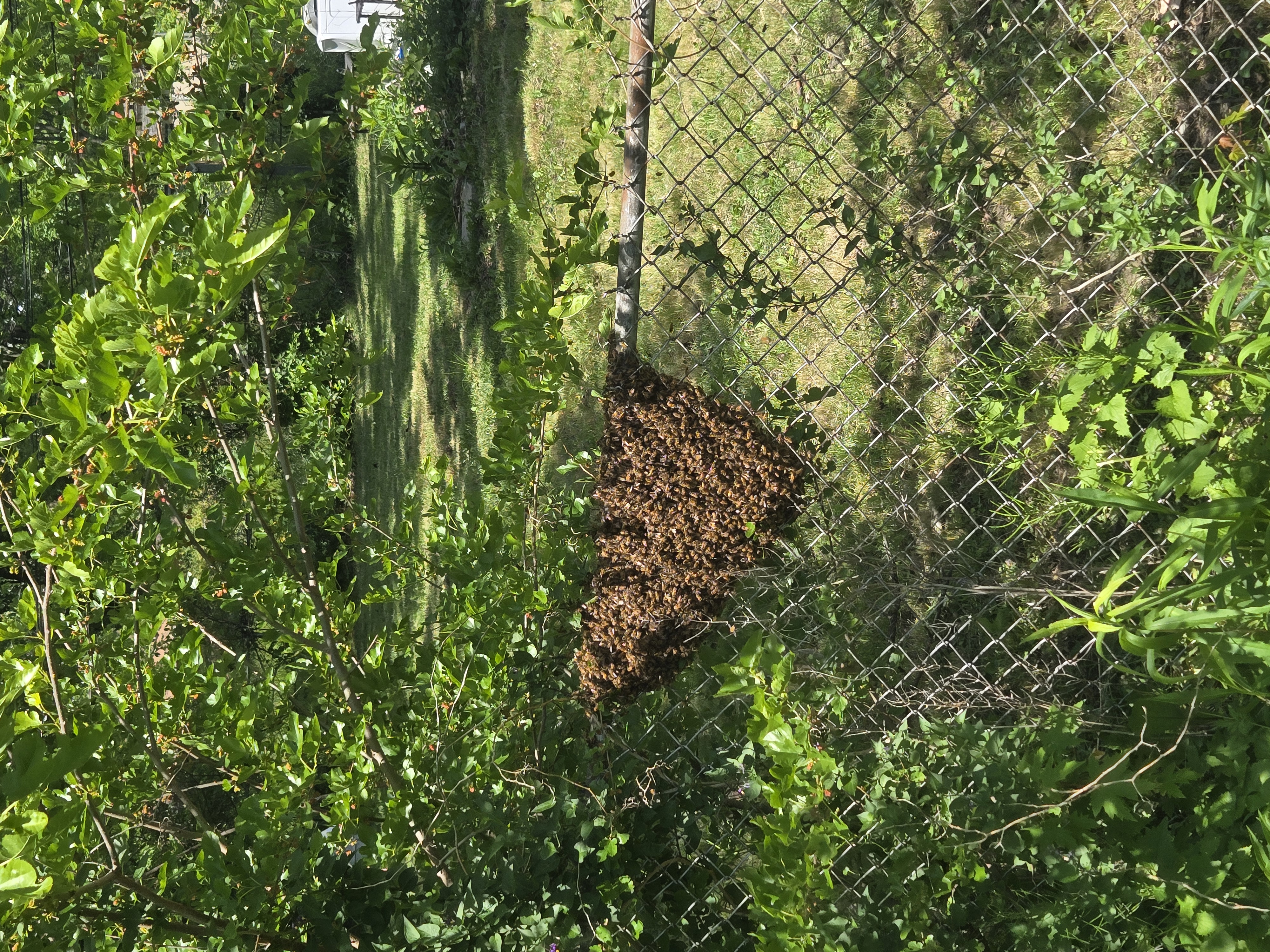 Found a Bee Swarm in Idaho? Here’s What Happens Next