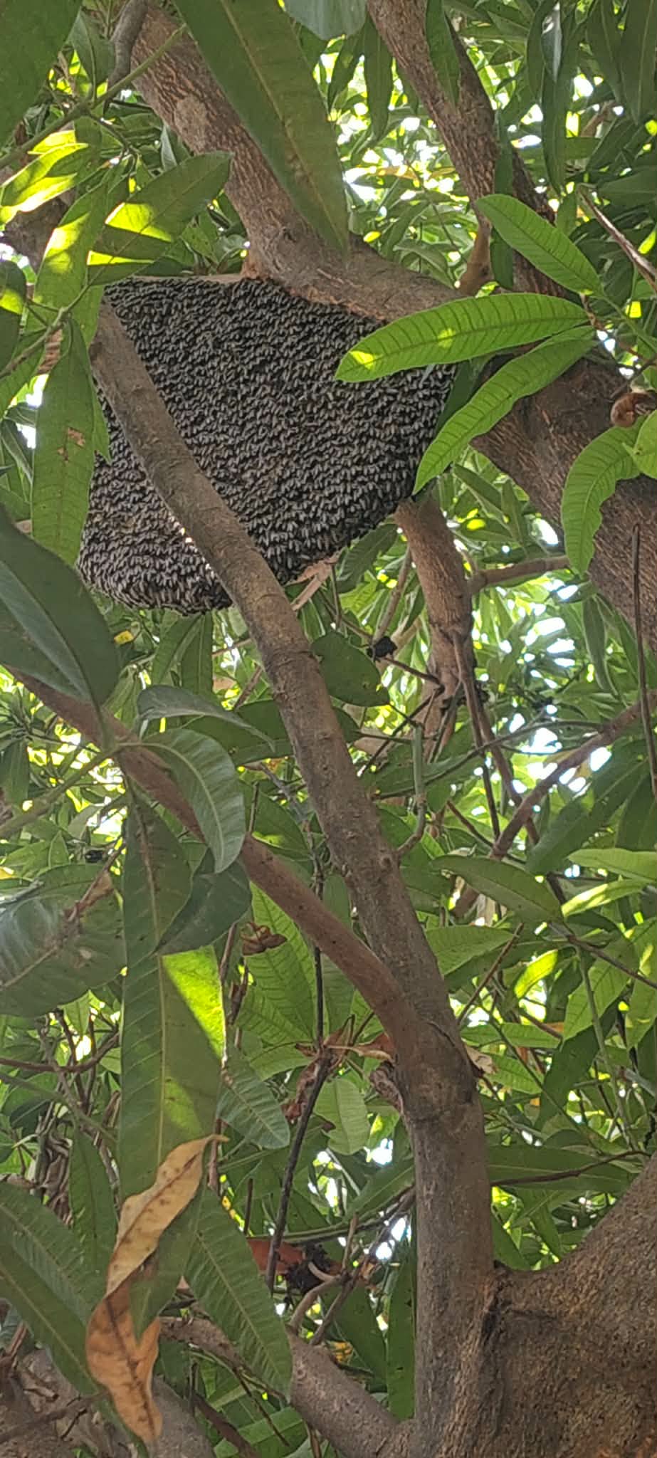 Optimizing Swarm Collection Strategies for Texas Beekeepers