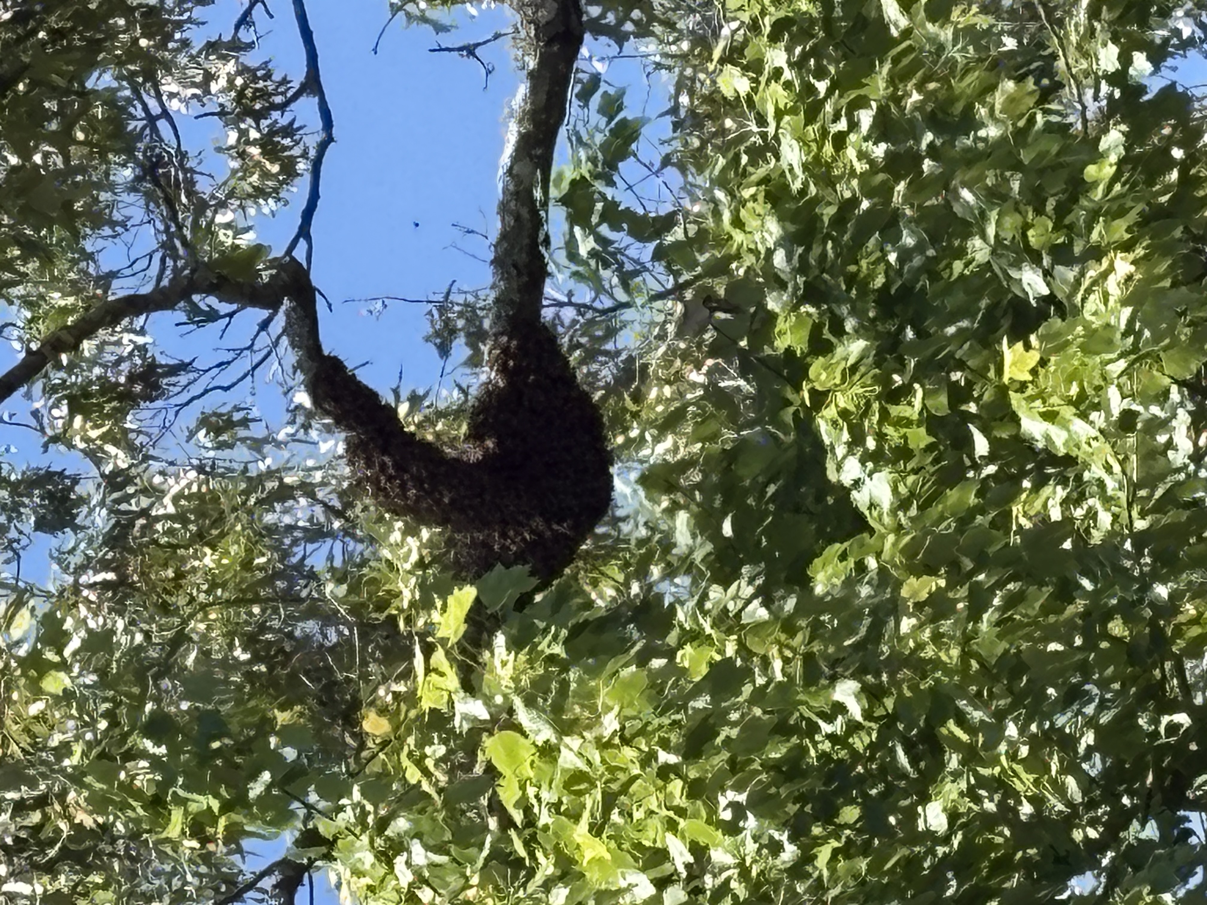 A Beekeeper's Guide to Swarm Rescue in Nevada