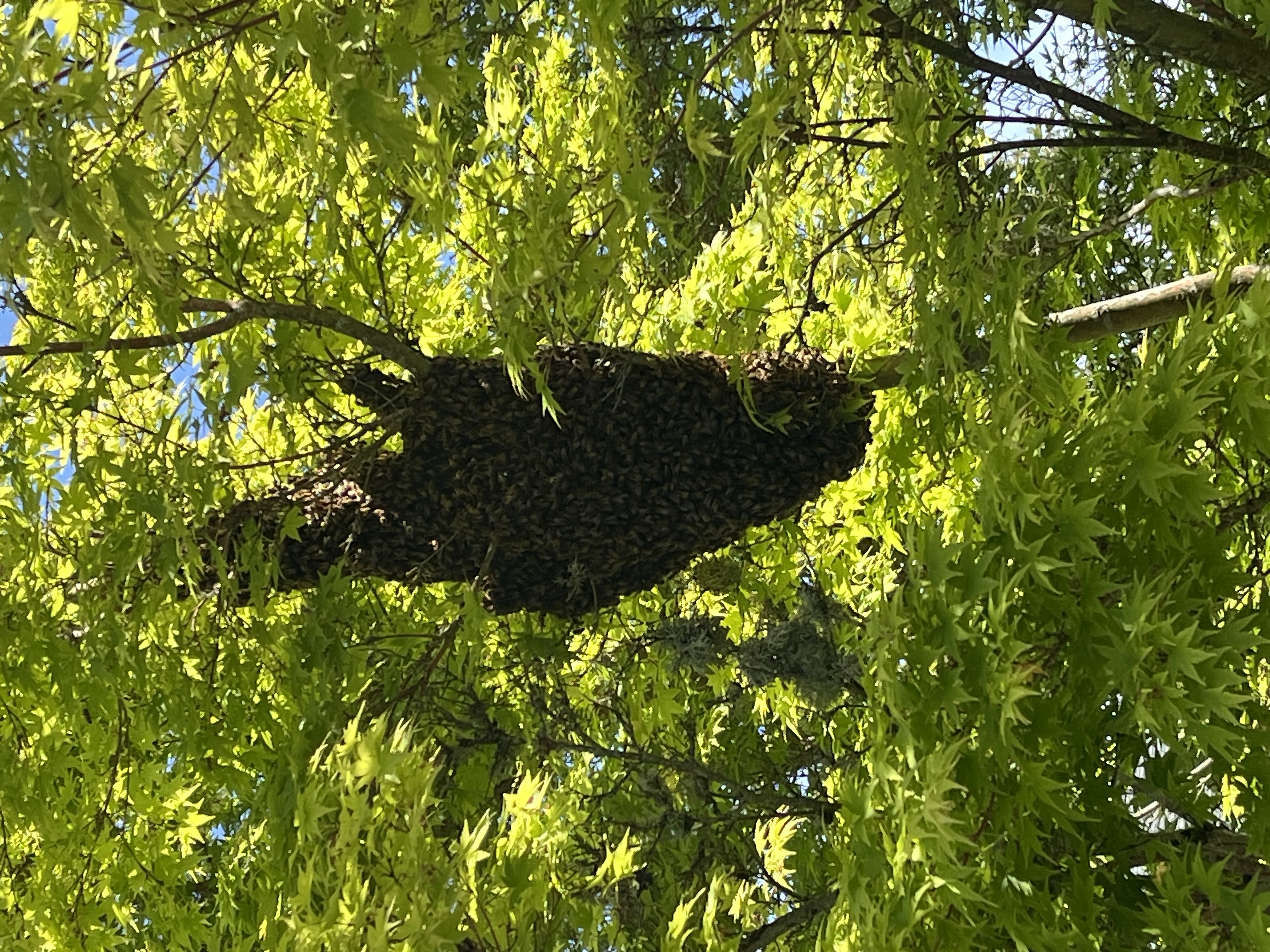 May is Swarm Season: How to Safely Report Honey Bees
