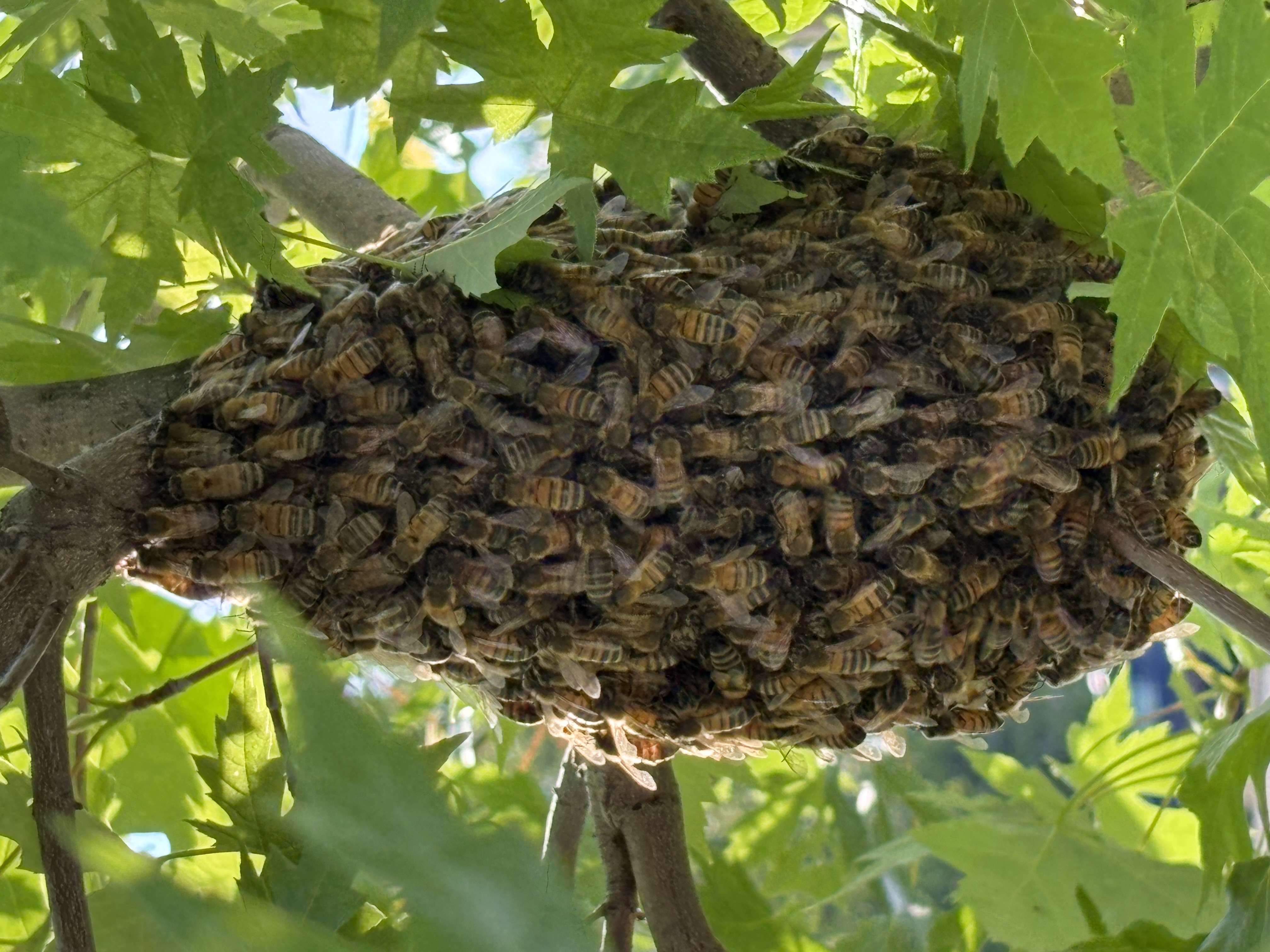 Illinois Bee Swarm Reporting: A Guide for Spring
