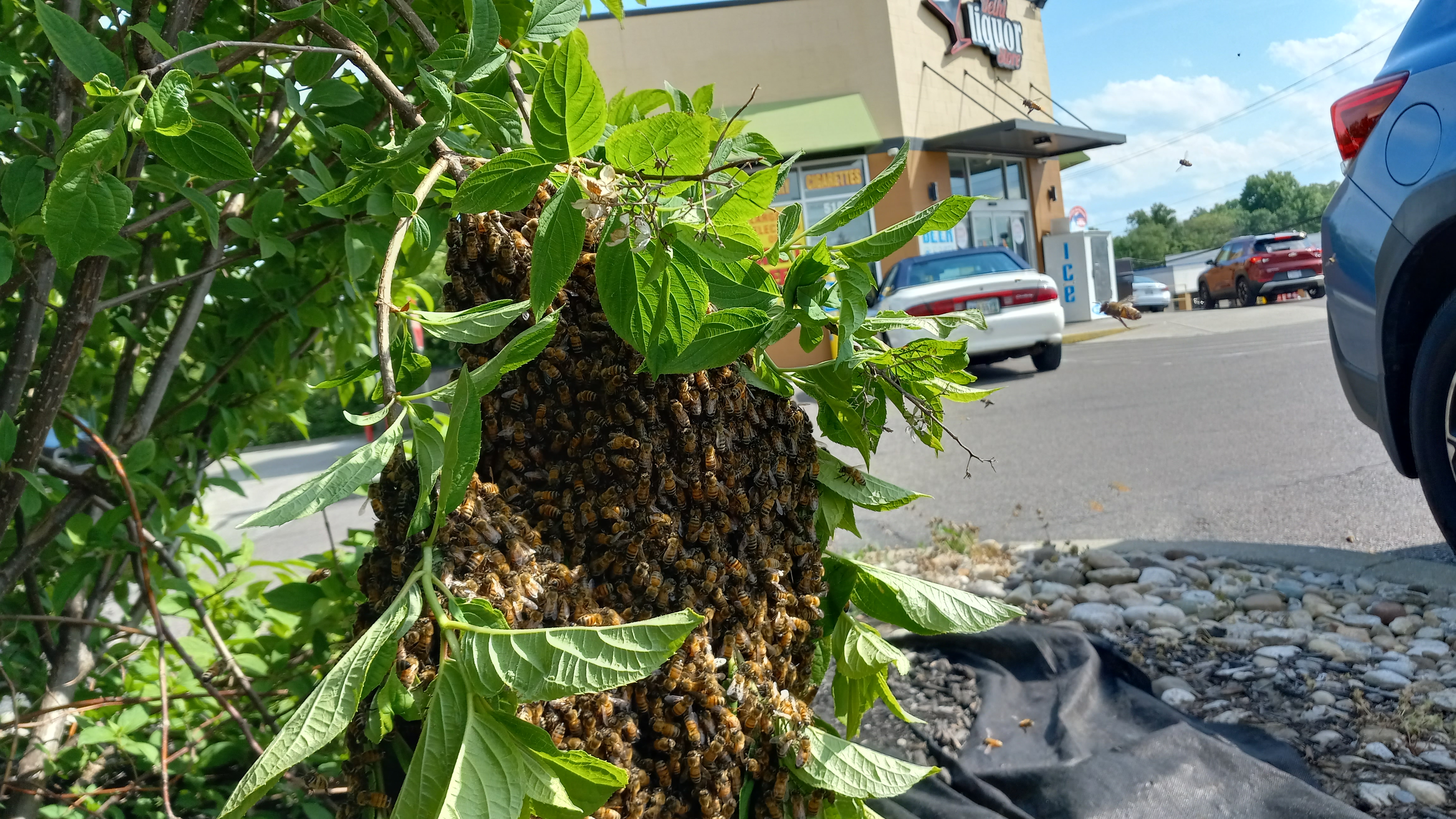 A Guide to Maine's Spring Honey Bee Swarm Season