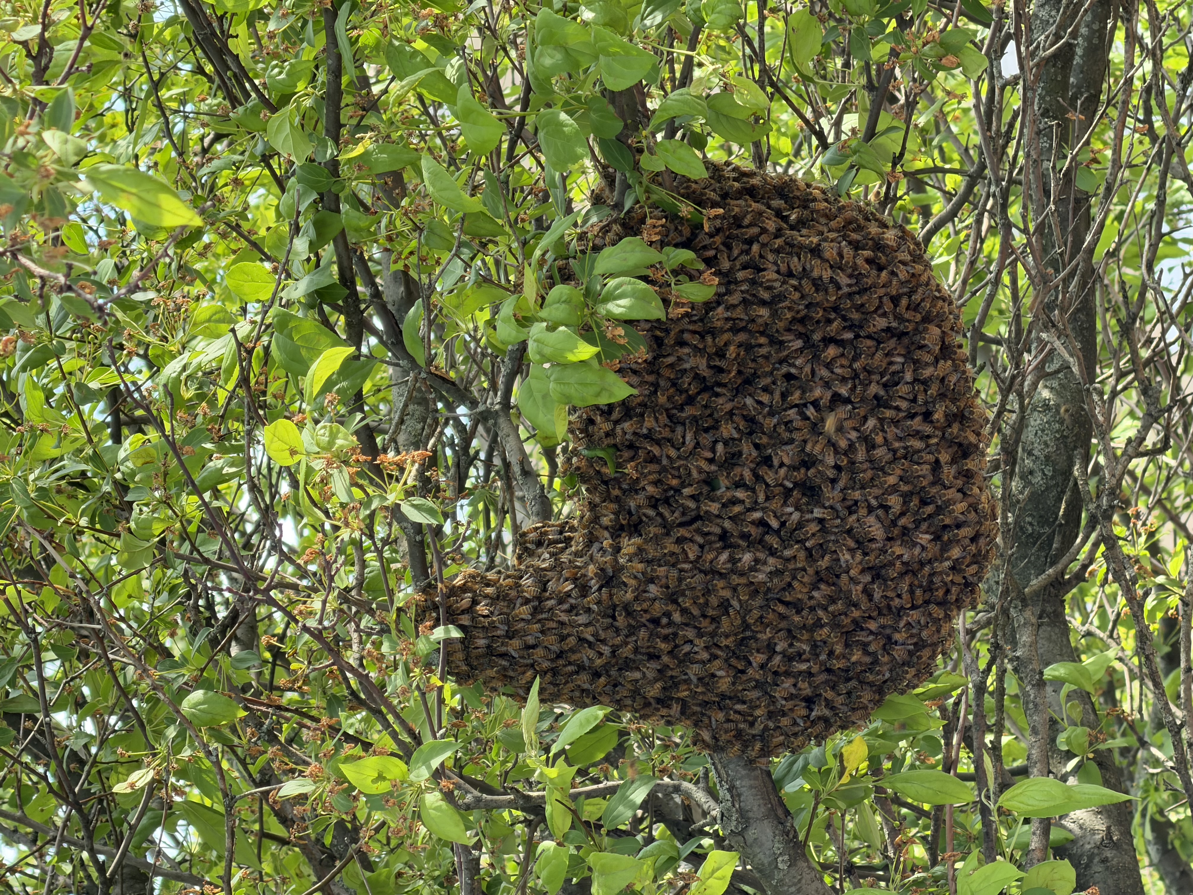 Reported a Bee Swarm in Virginia? Here's What to Expect