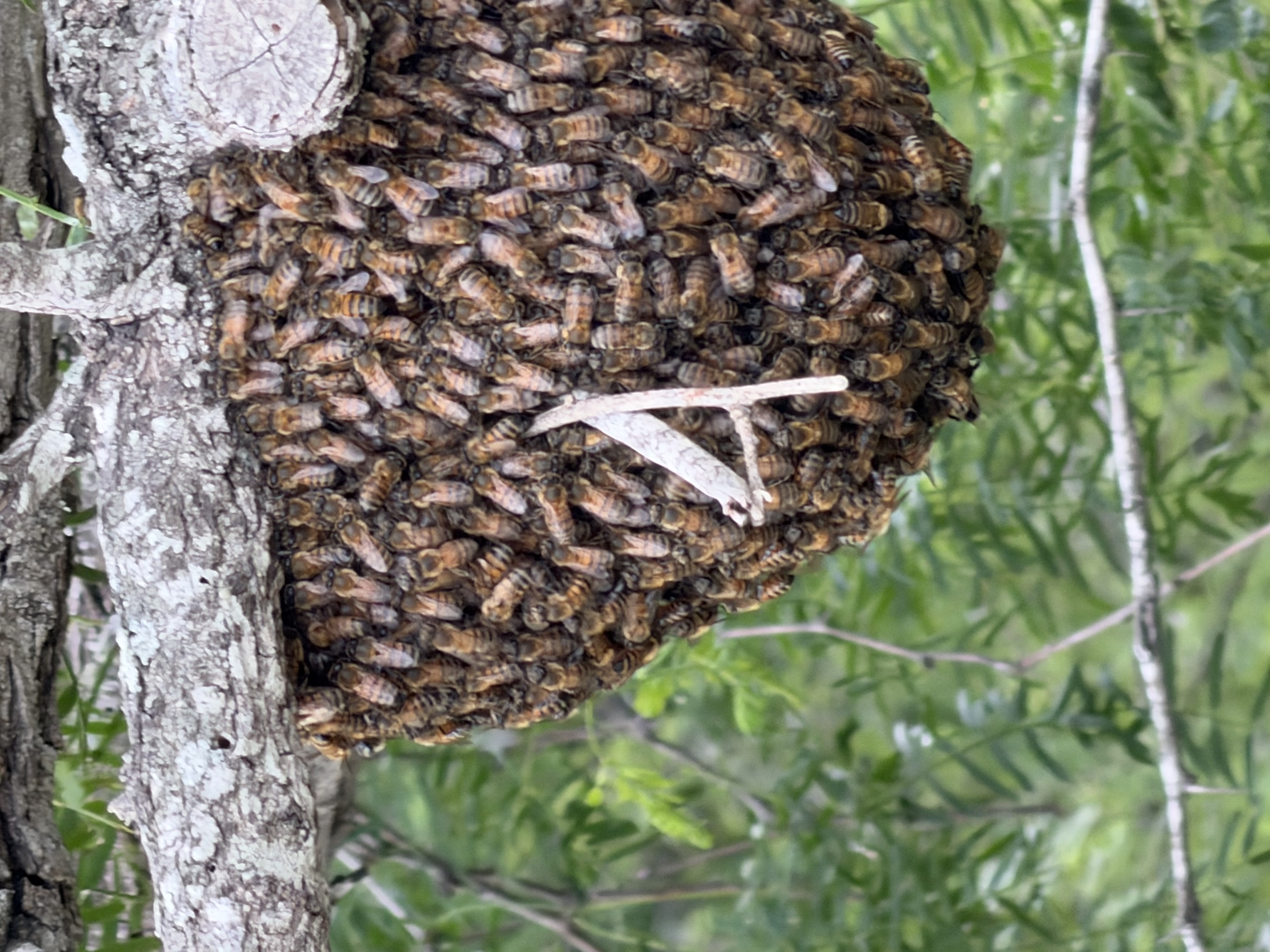 When Do Bee Swarms Peak in the Grand Canyon State?