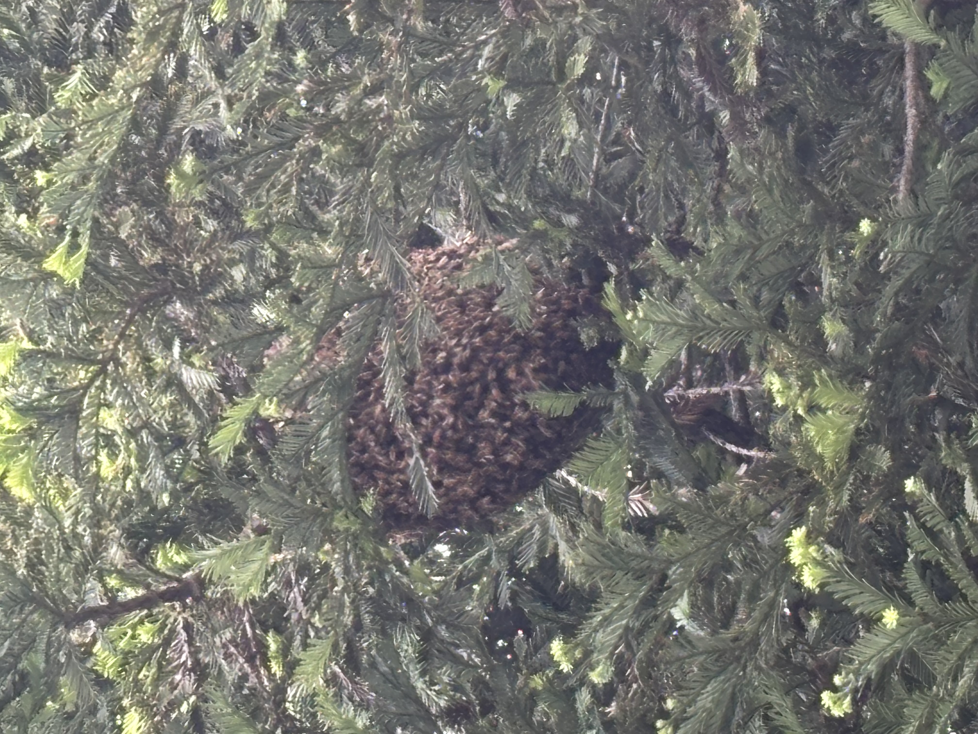 NC Bee Swarm Season: A Guide for Reporting Honey Bees