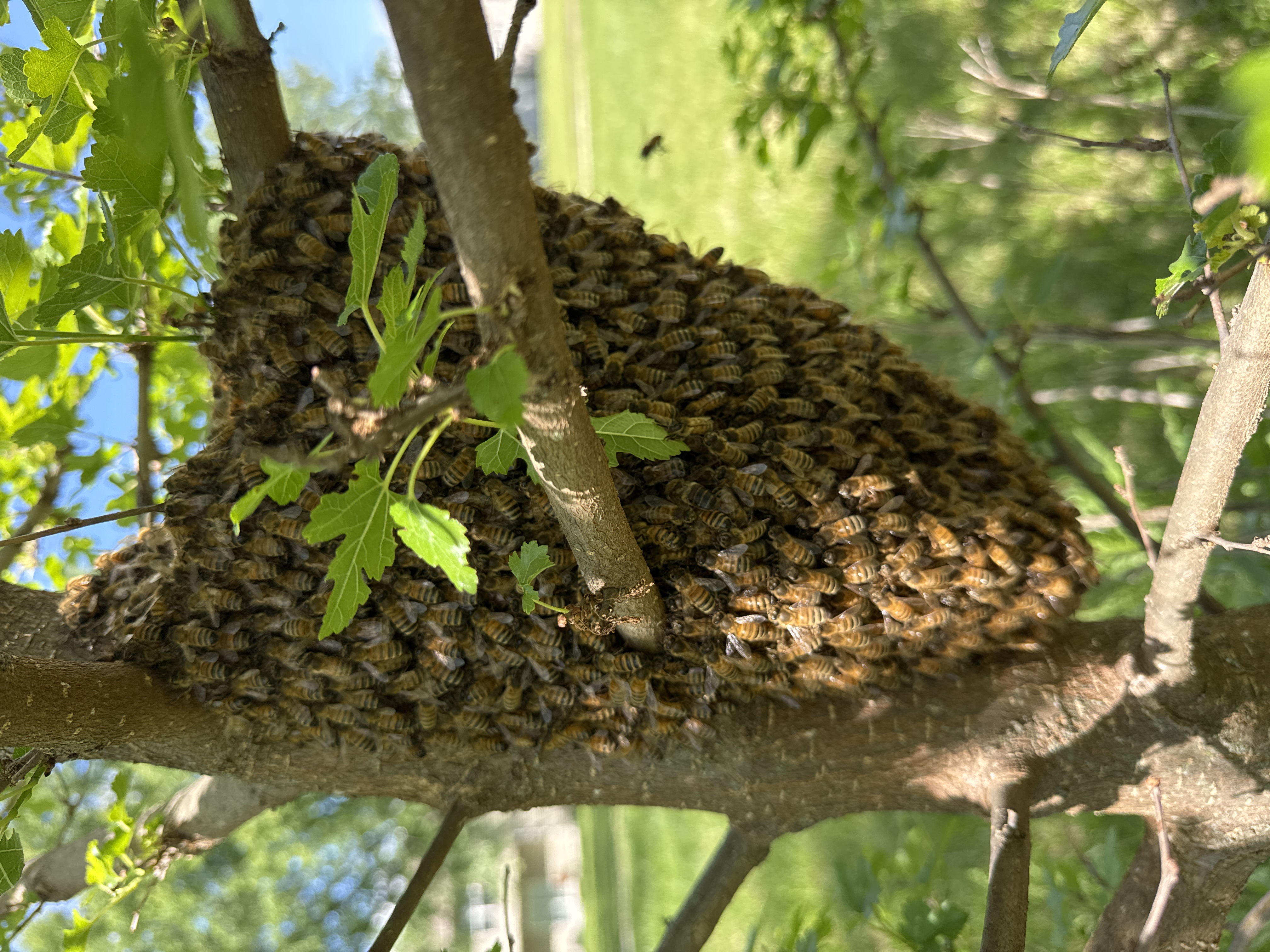 Reported a Bee Swarm in NC? Here's What Comes Next