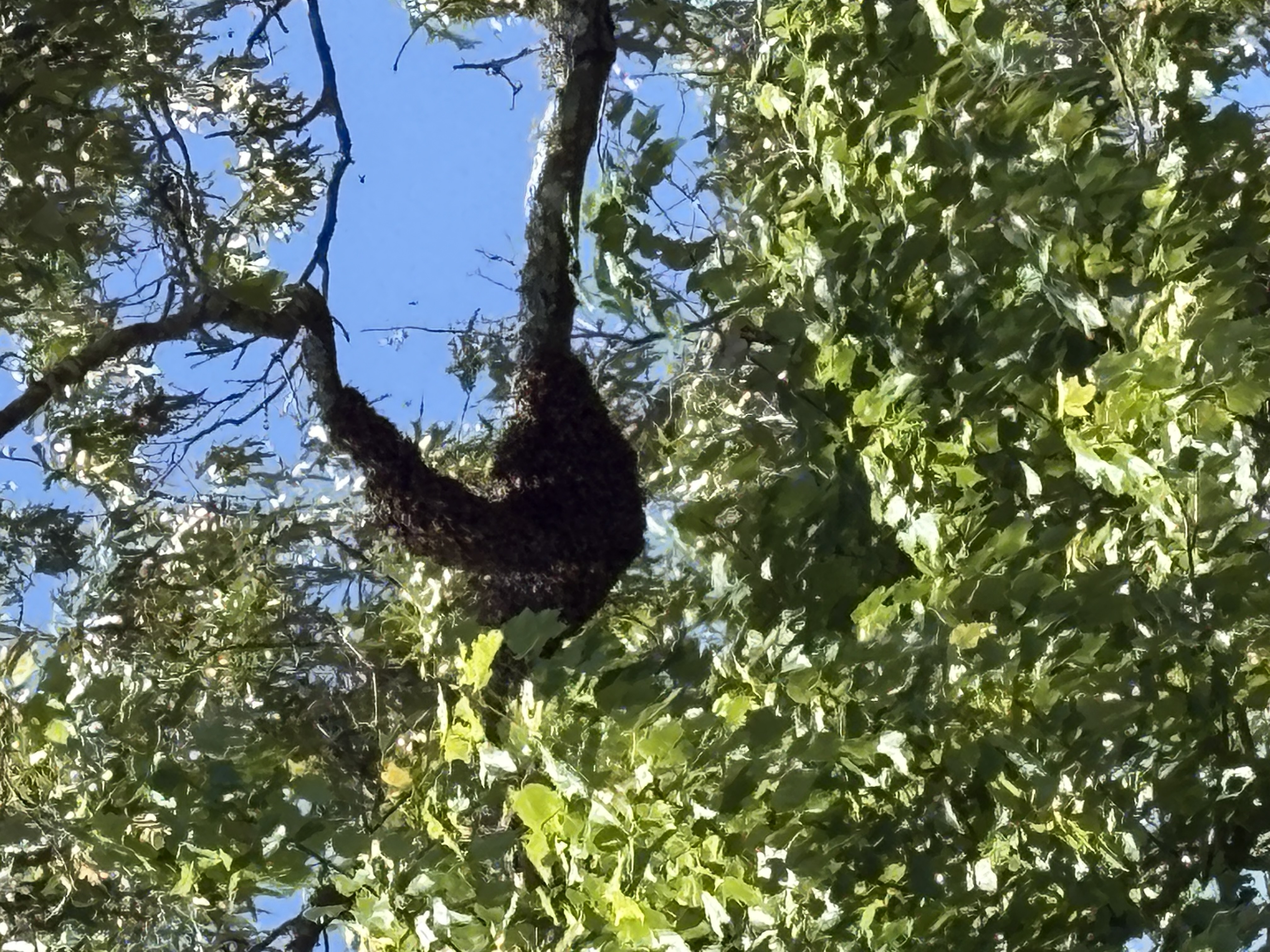 Reported a Bee Swarm in Indiana? Here’s What Happens Next