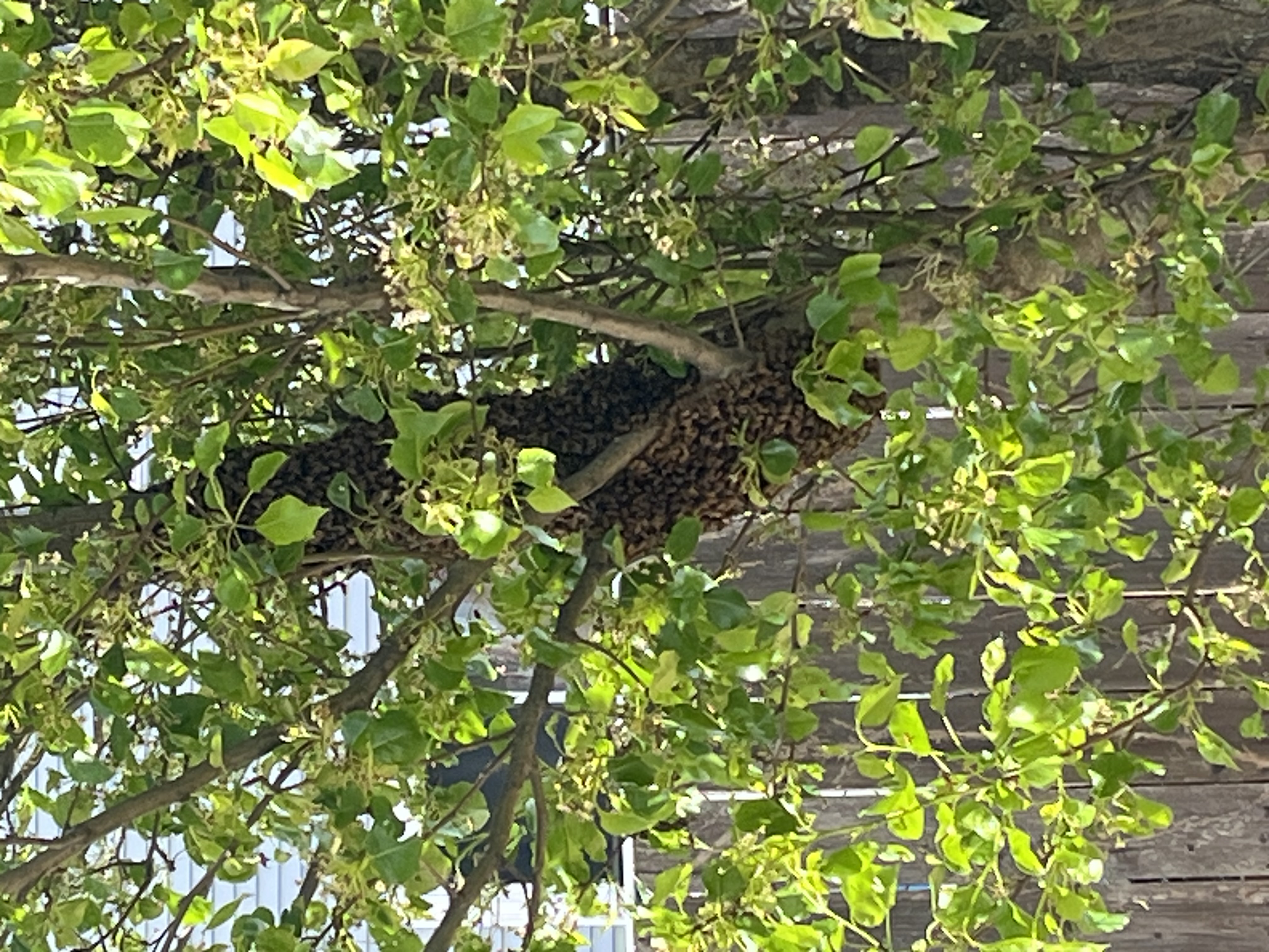 A Guide to Honey Bee Swarms in New Jersey