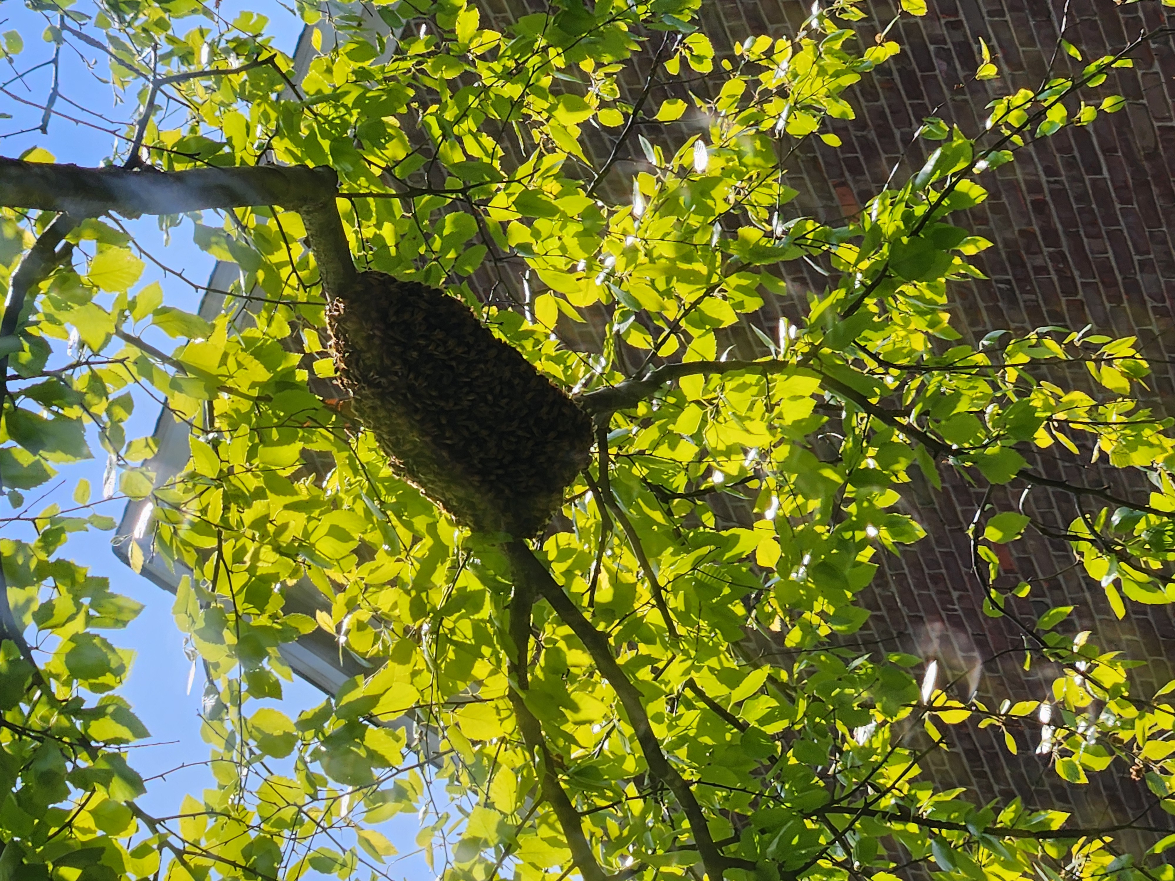 What to Do With a Bee Swarm: 3 Easy Steps for Safe Removal