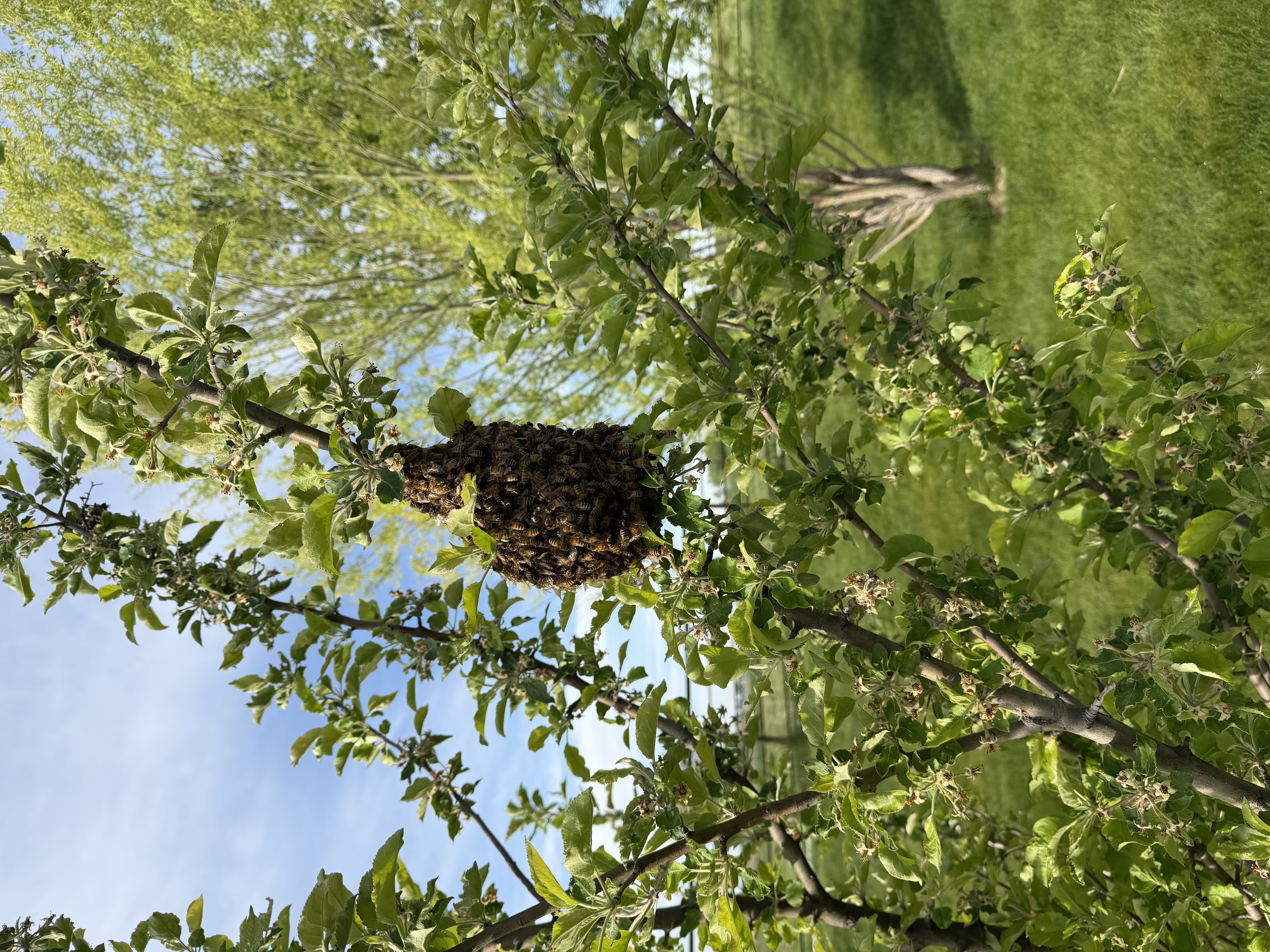 Wyoming's Bee Swarm Season: A Guide to Spring Bee Activity