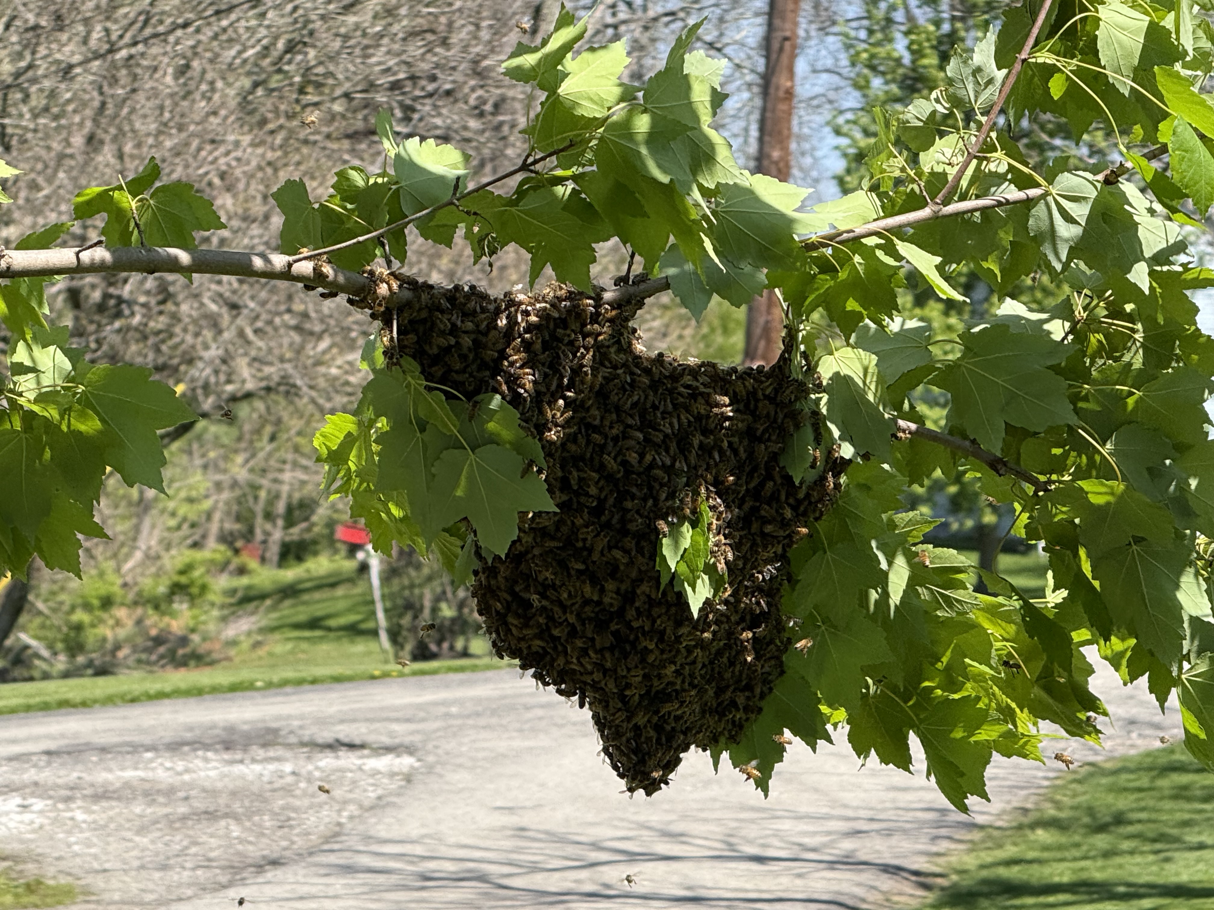 Florida Beekeeping: Seizing Opportunities in a Year-Round Season