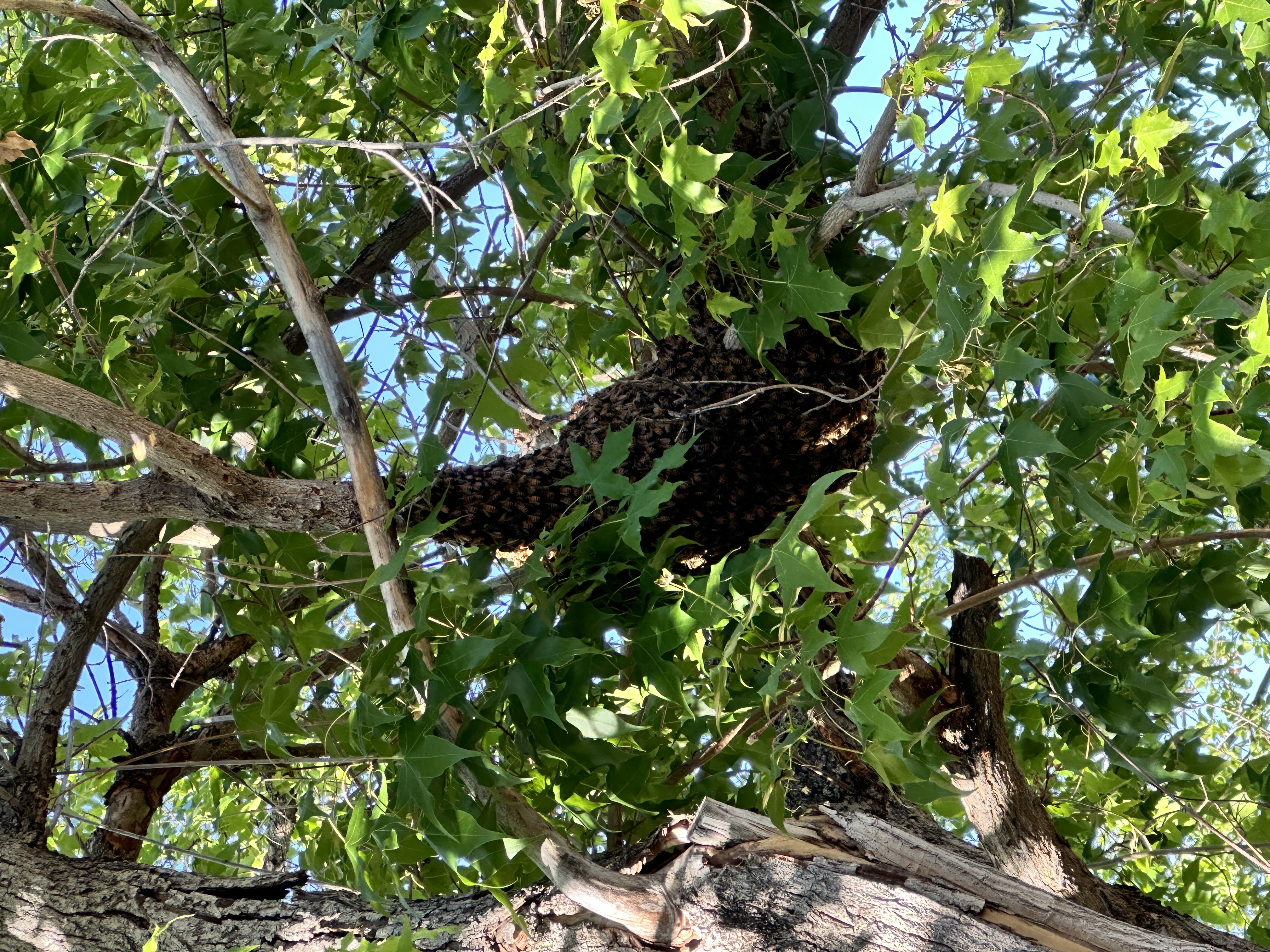 West Virginia Spring Swarm Season: A Guide to Reporting Bees