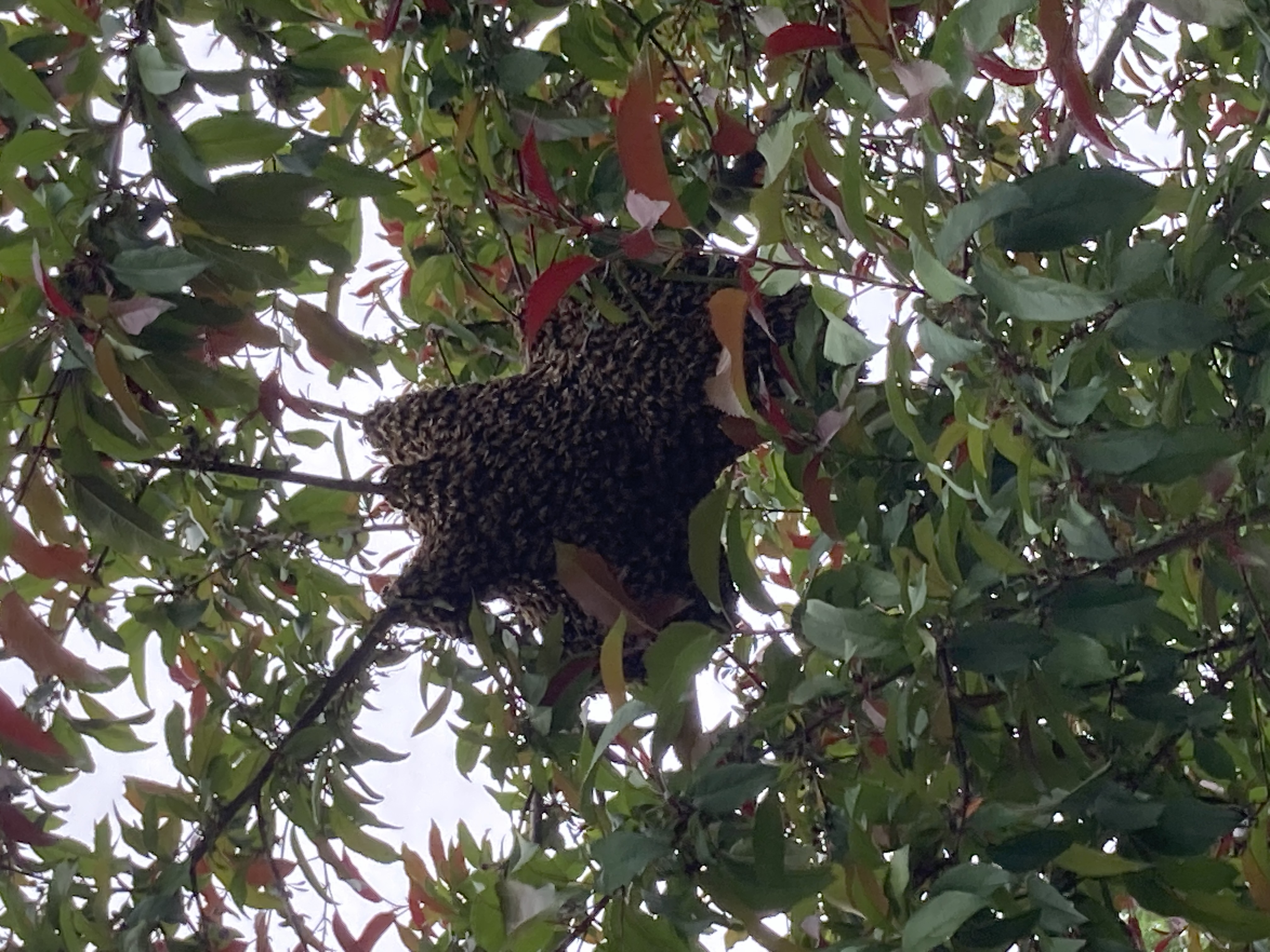 South Dakota Bee Swarm Season: A Guide for Residents