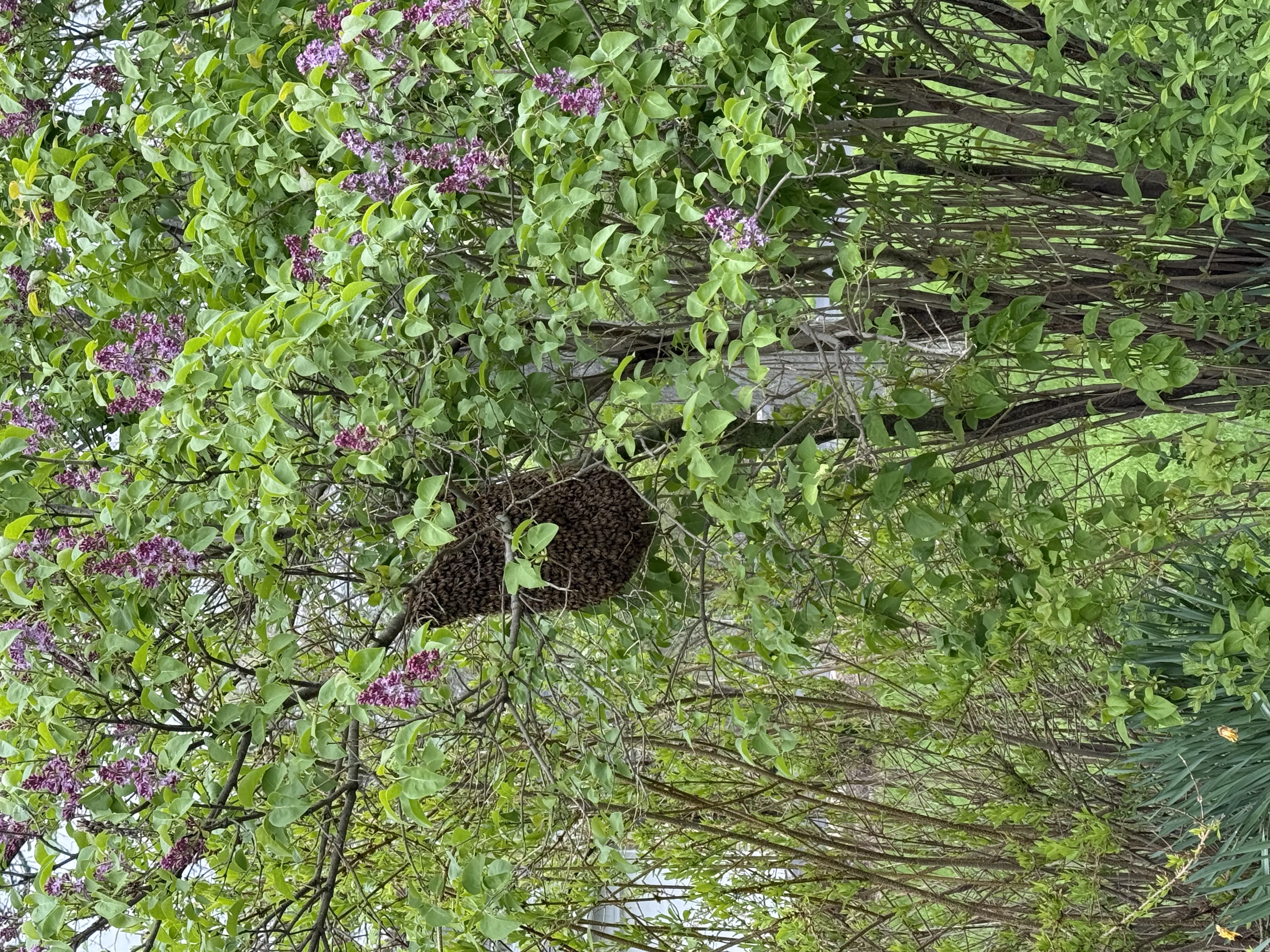 Nevada Bee Swarm Guide: How to Report and Help Honey Bees