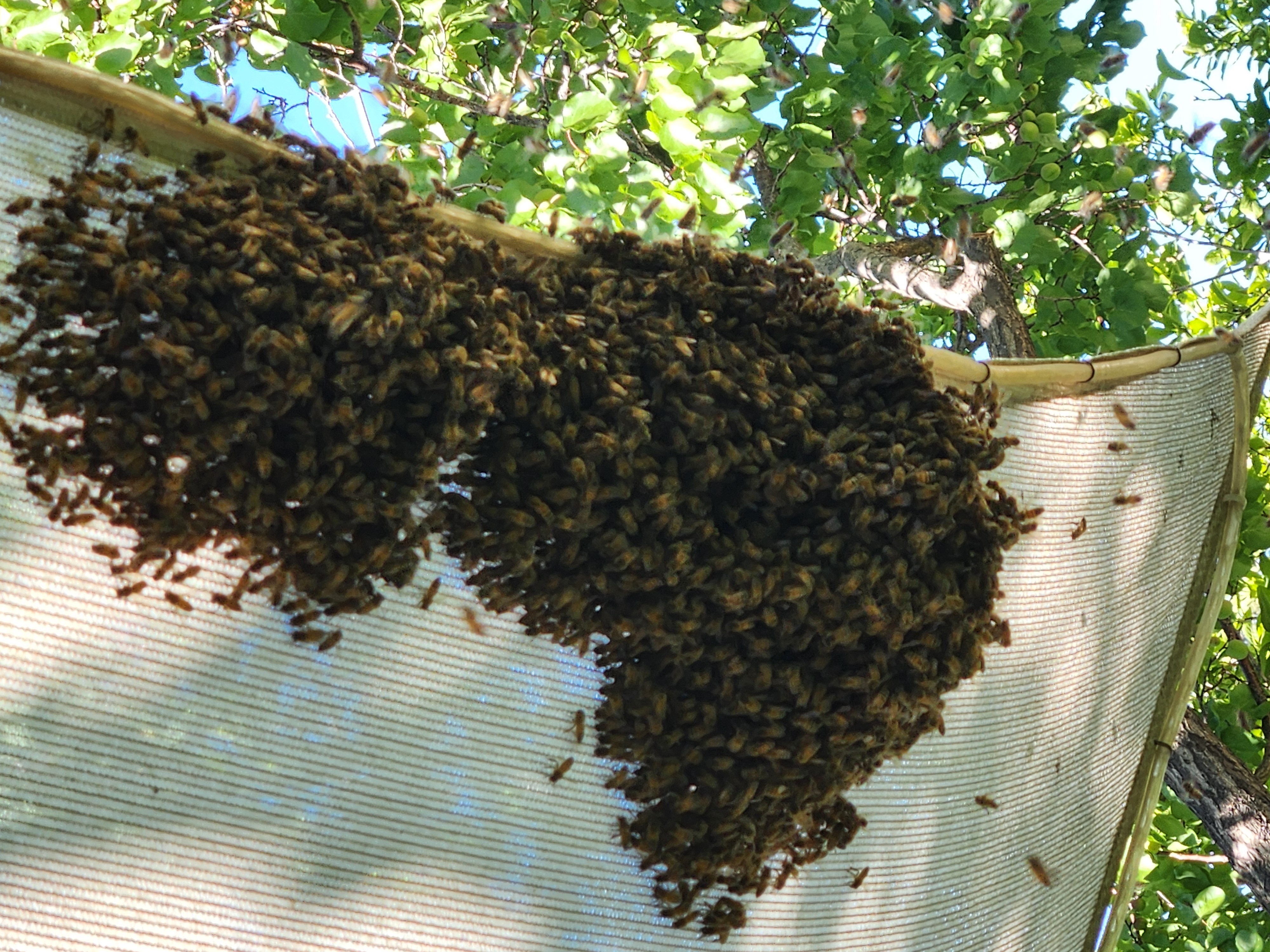 After Reporting a Bee Swarm in New Mexico: What to Expect