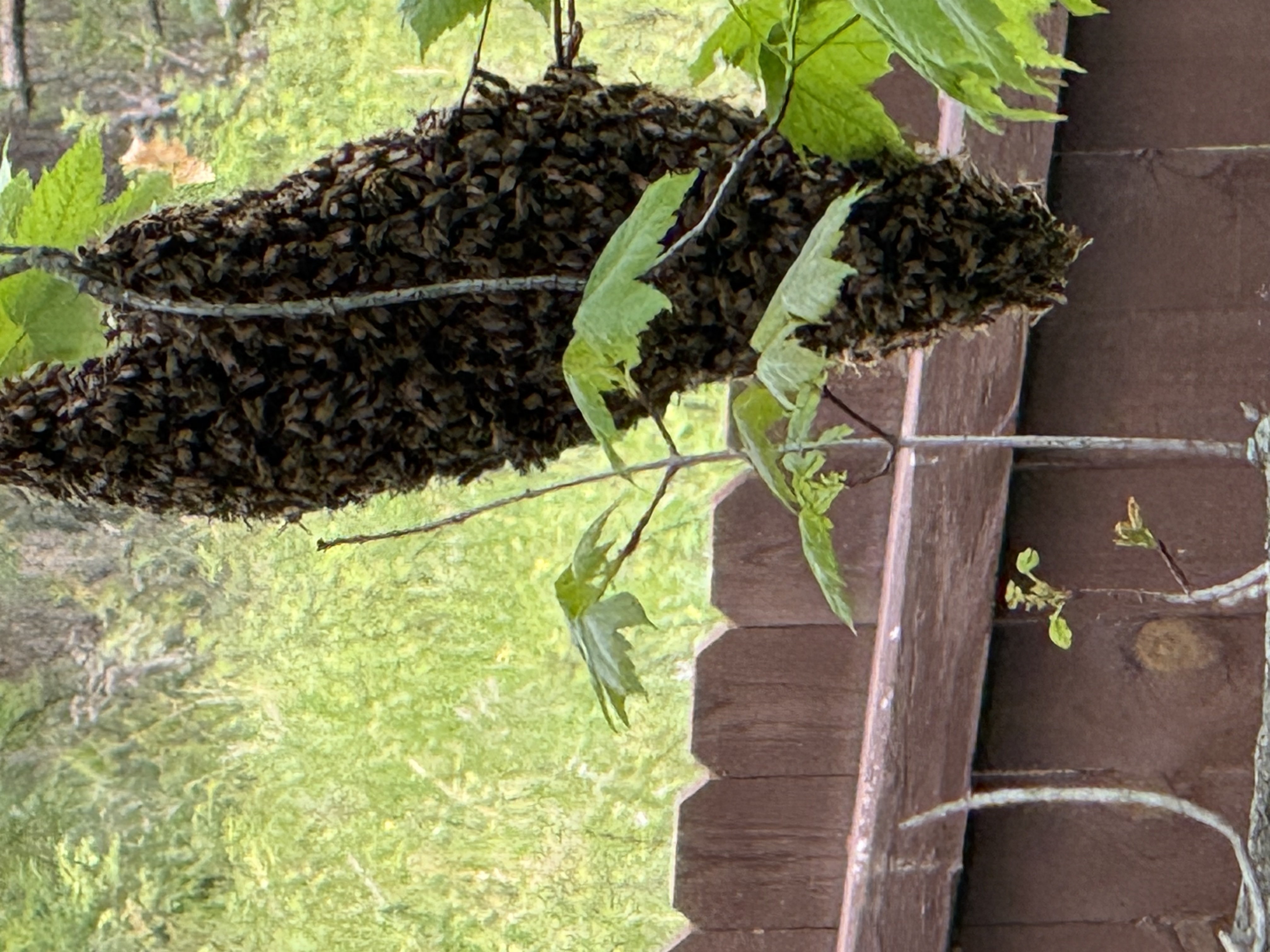 Reported a Bee Swarm? What Happens Next in the Magnolia State