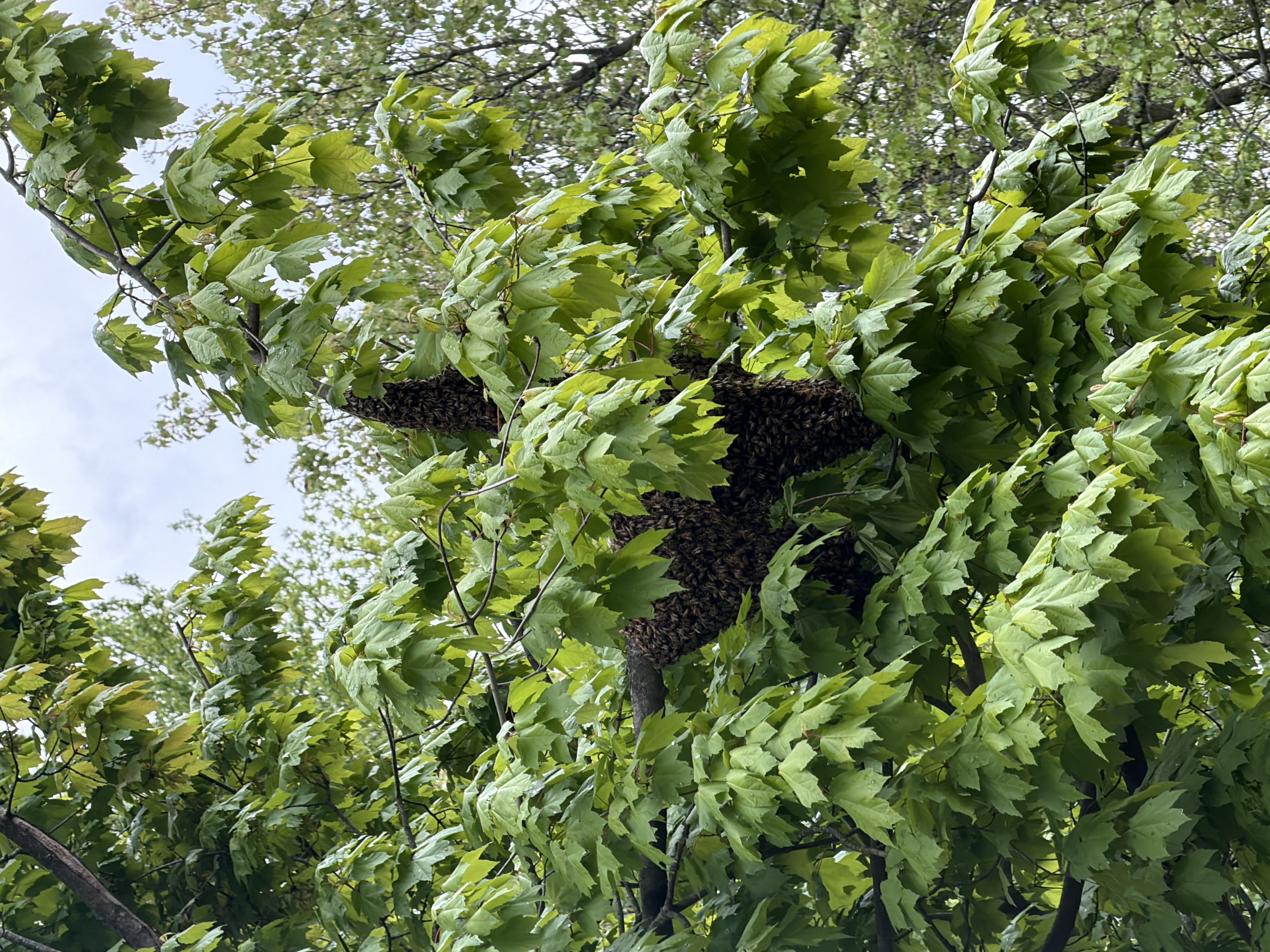 Washington Beekeepers: Your Expertise is in Demand
