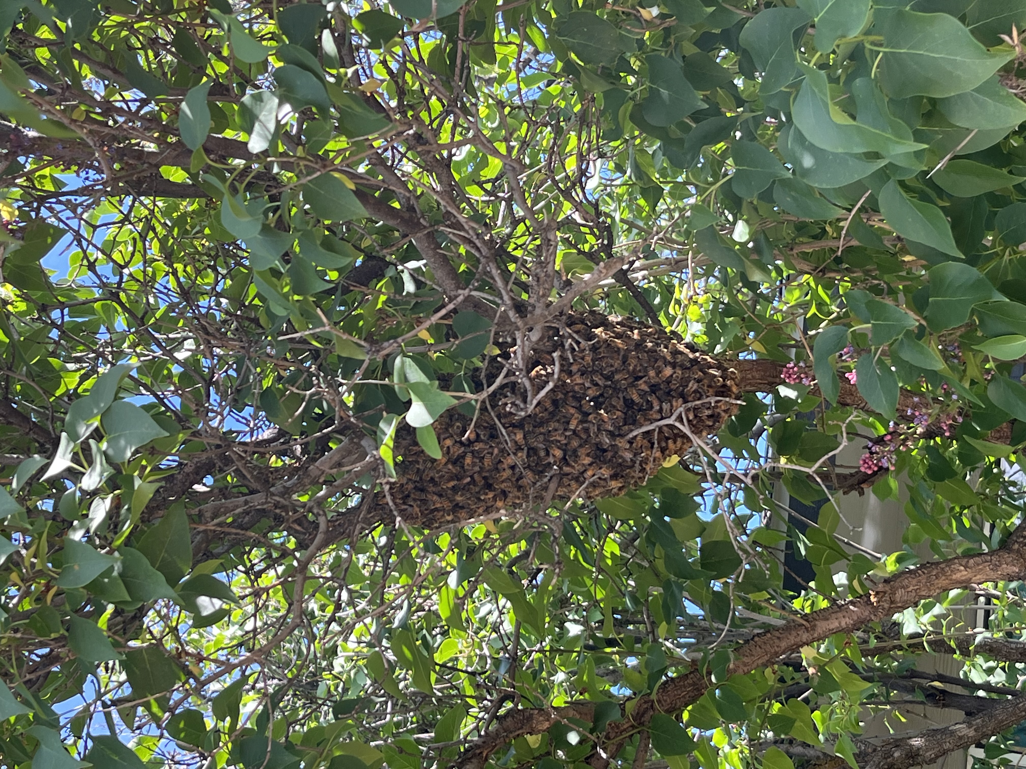 Massachusetts Swarm Patrol: Why Boston's Beekeepers Are Ready
