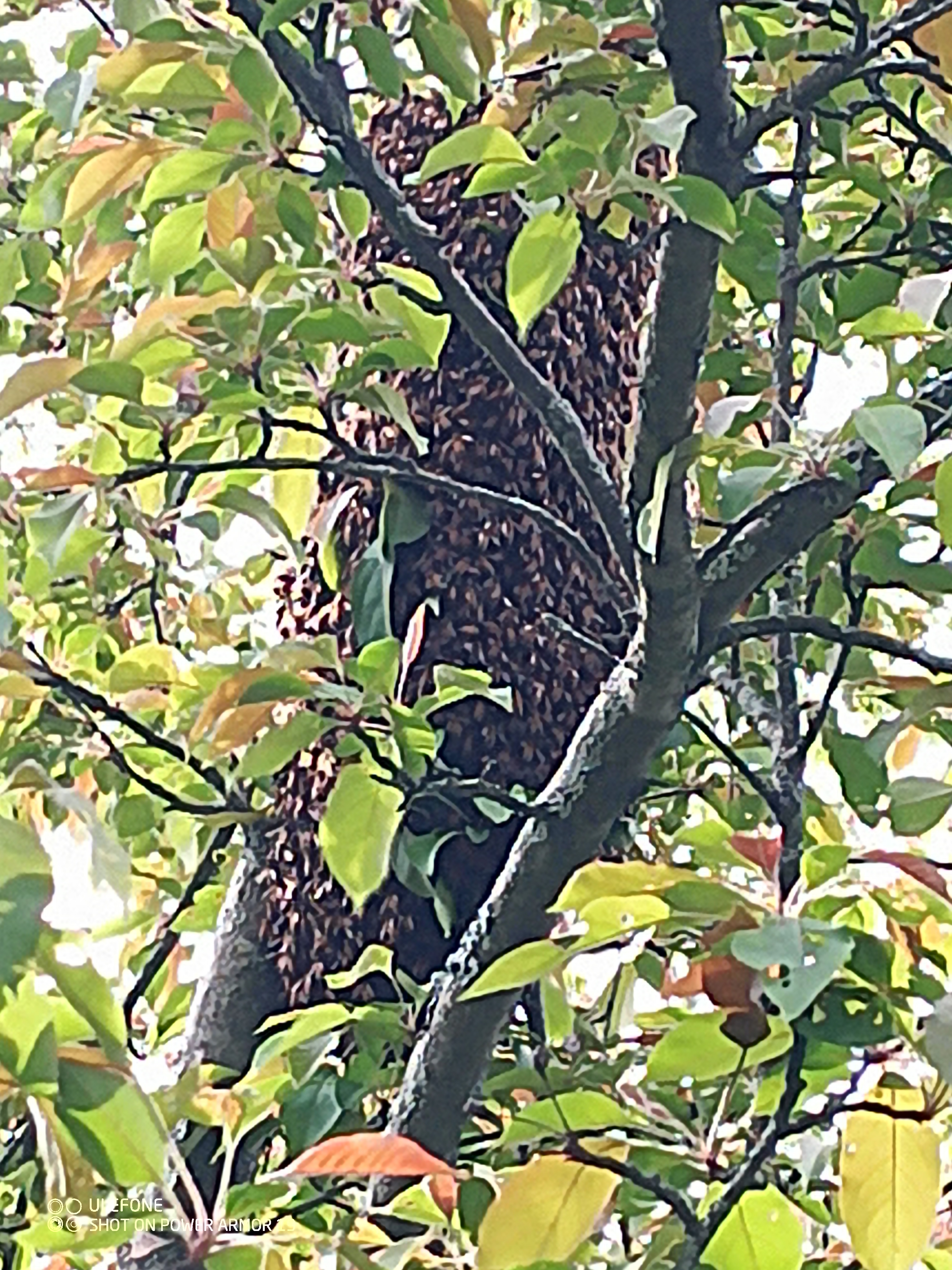 Reporting a Bee Swarm in Nevada: A Community Guide