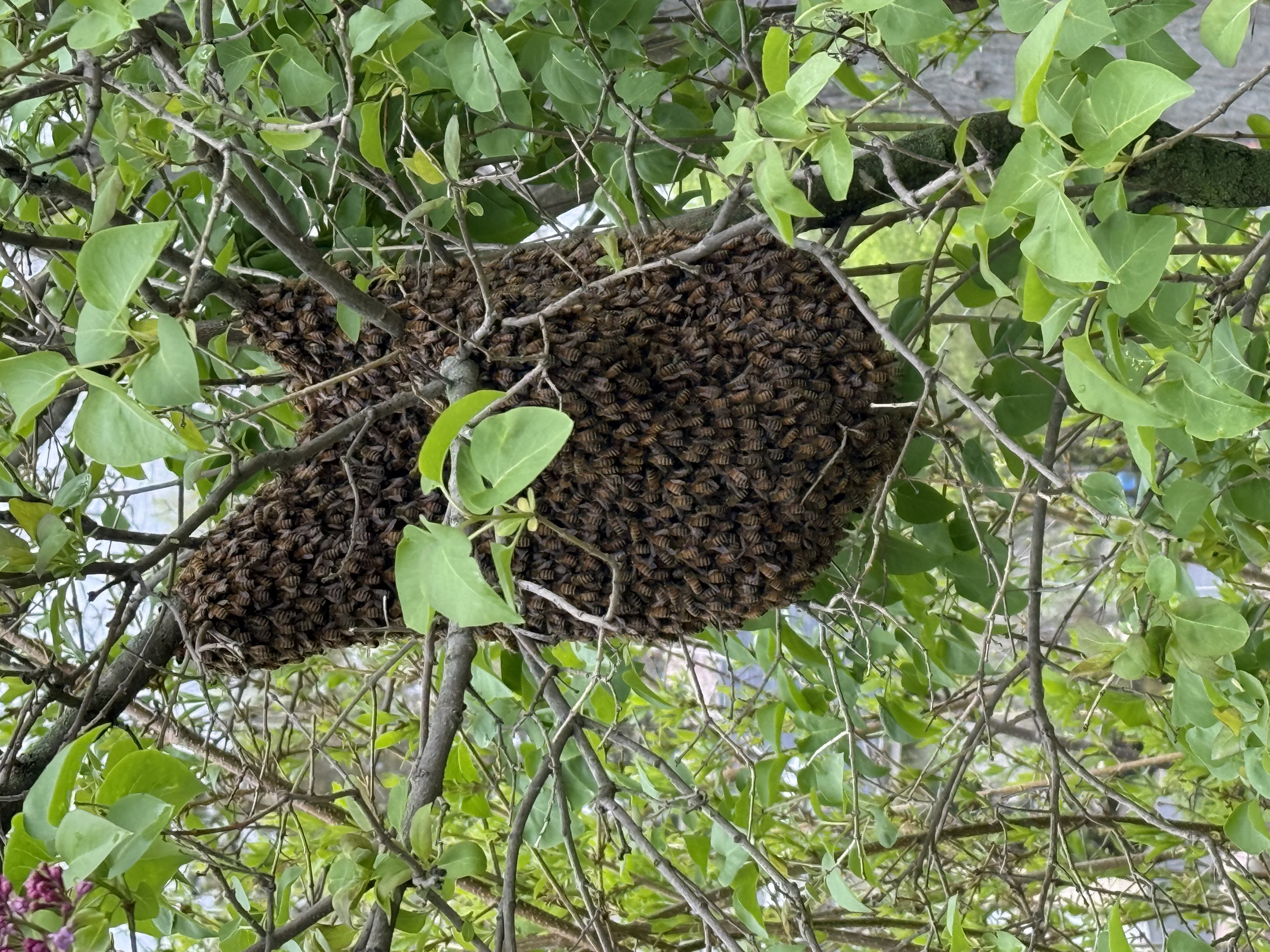 A Guide to New Jersey's Spring Bee Swarm Season