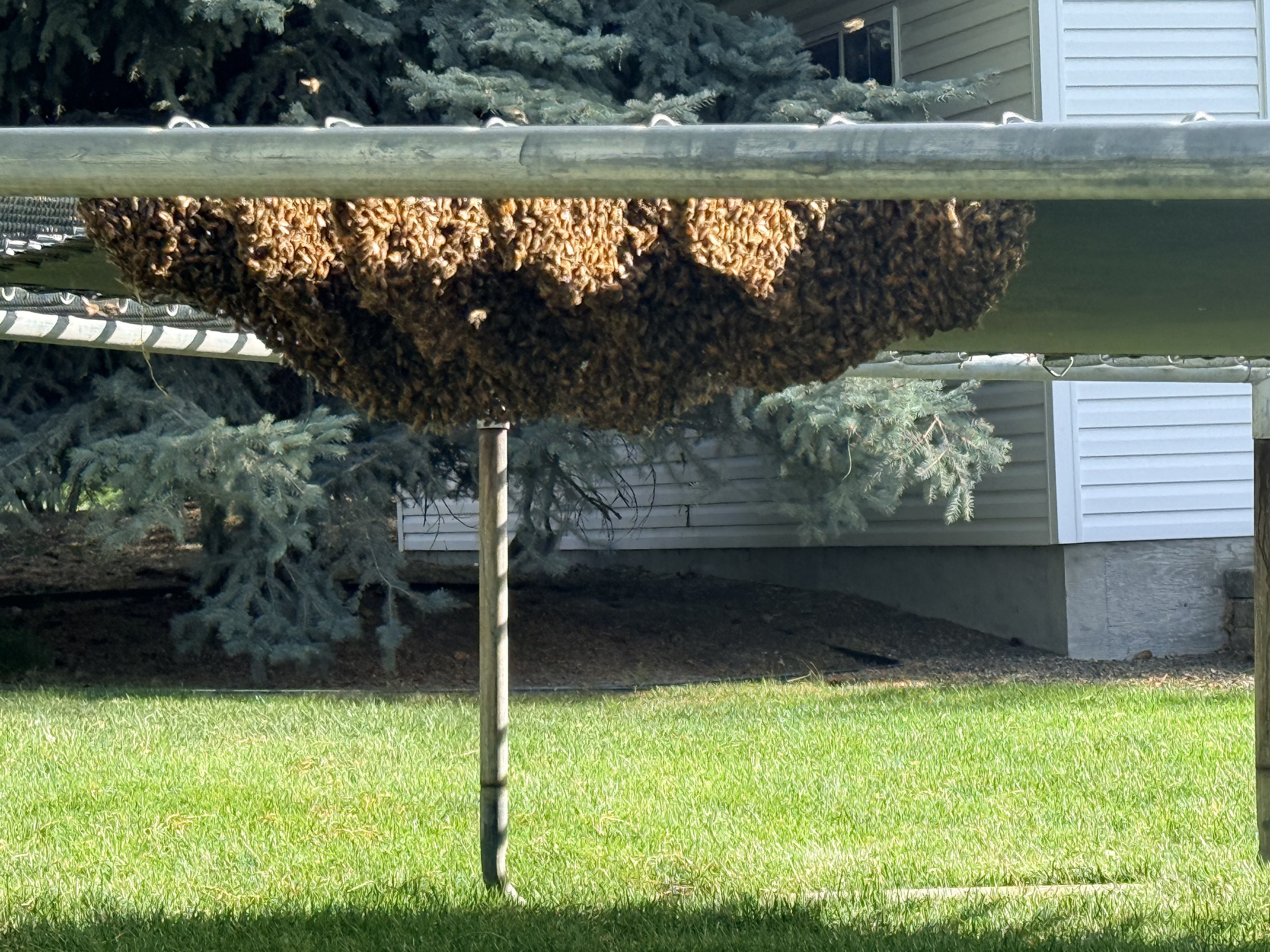 Reported a Bee Swarm in Tennessee? What Happens Next