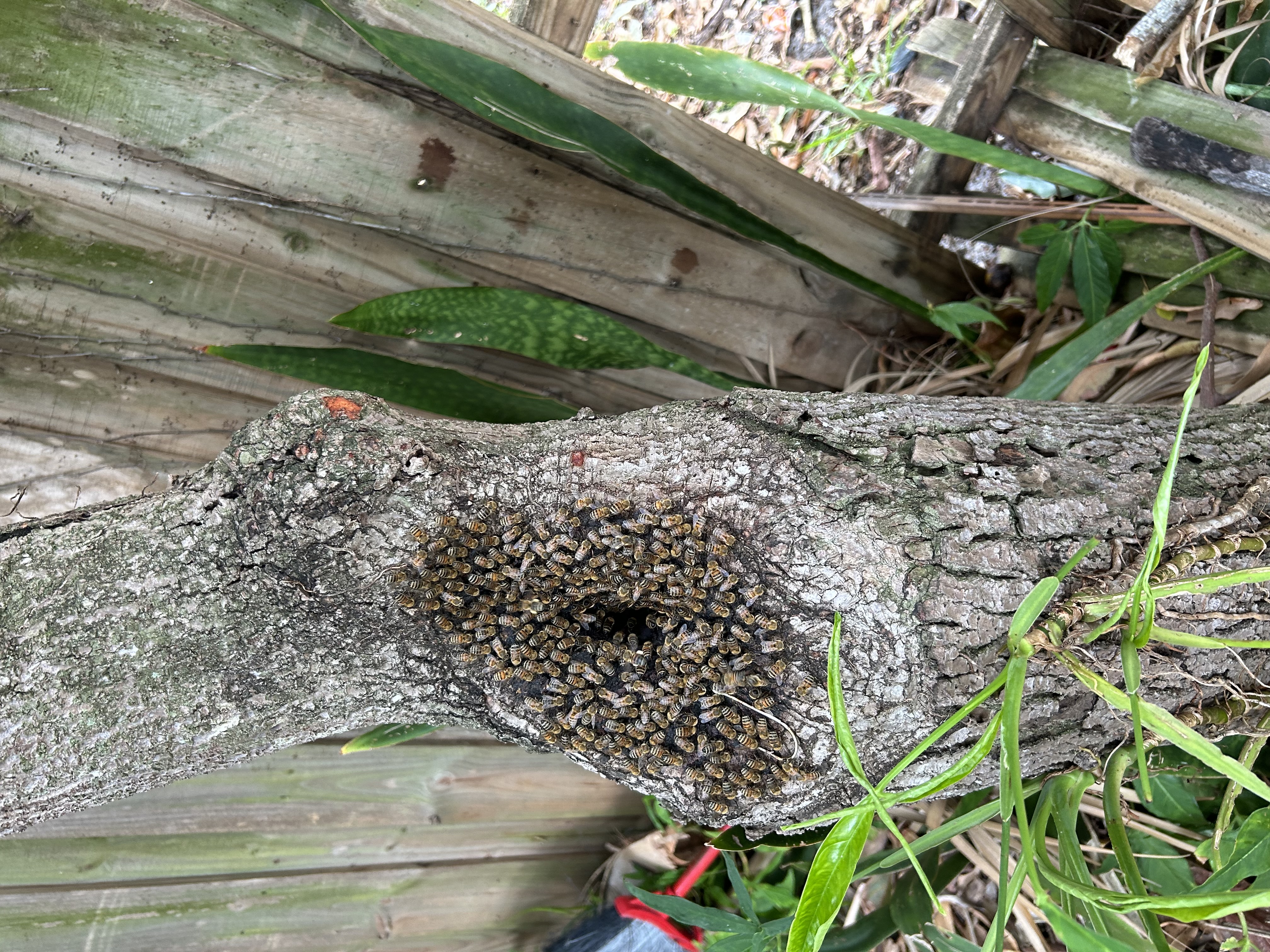 Missouri Bee Swarm Help: A Spring Guide for Homeowners