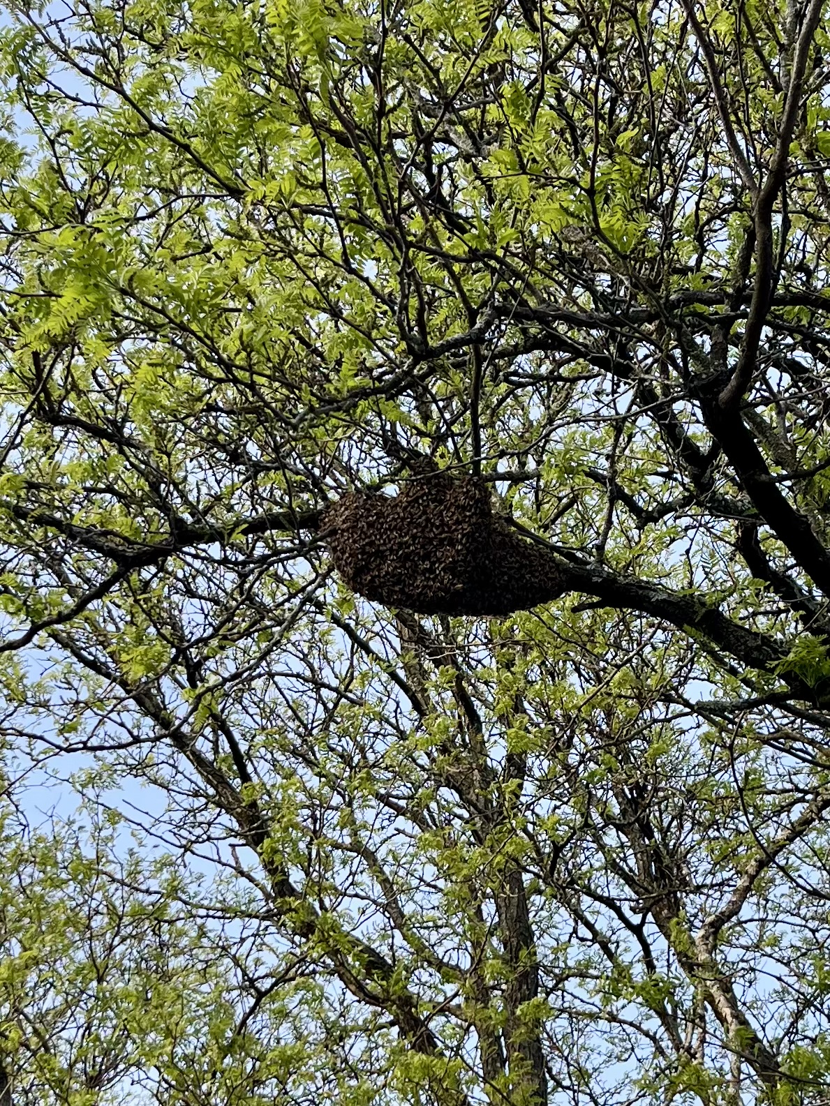 Reported a Bee Swarm in Florida? What Happens Next