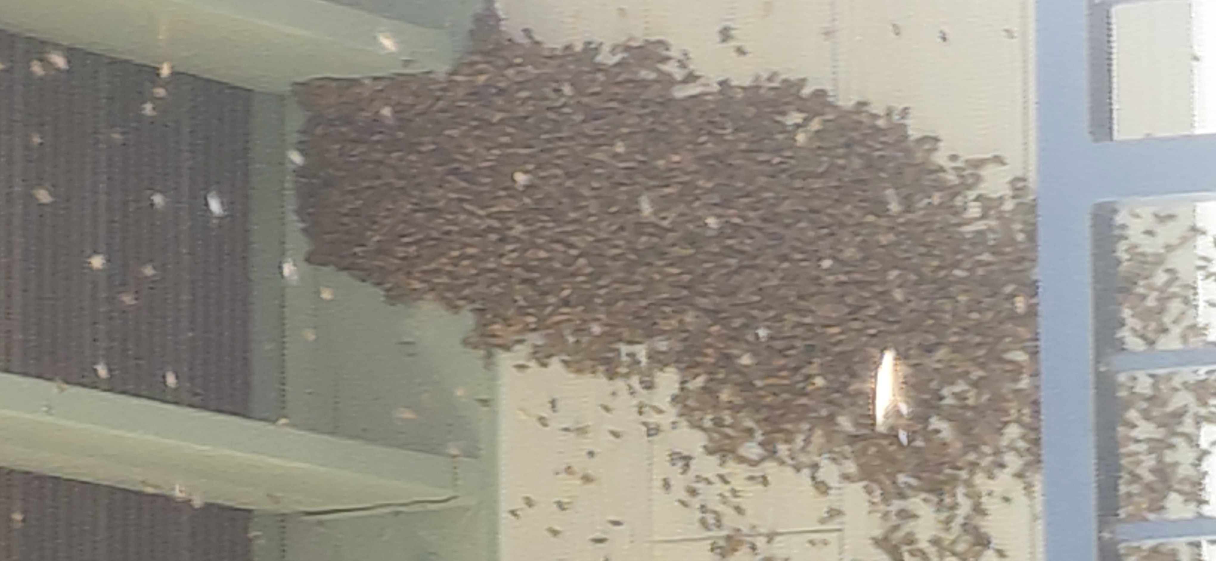A Beekeeper's Guide to Swarm Season in California