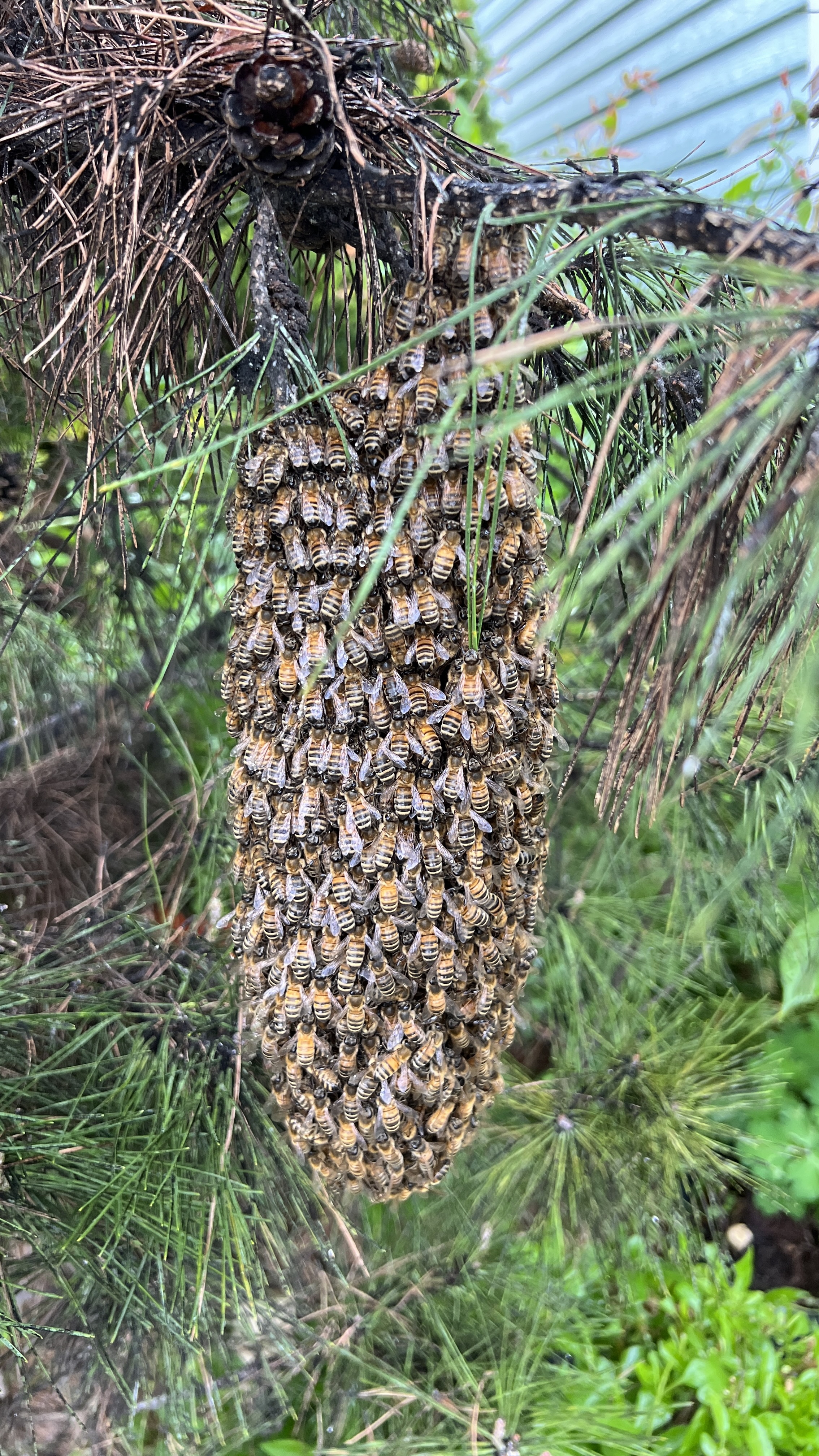 Honey Bee Swarms in Florida: Your Guide to Safe Reporting