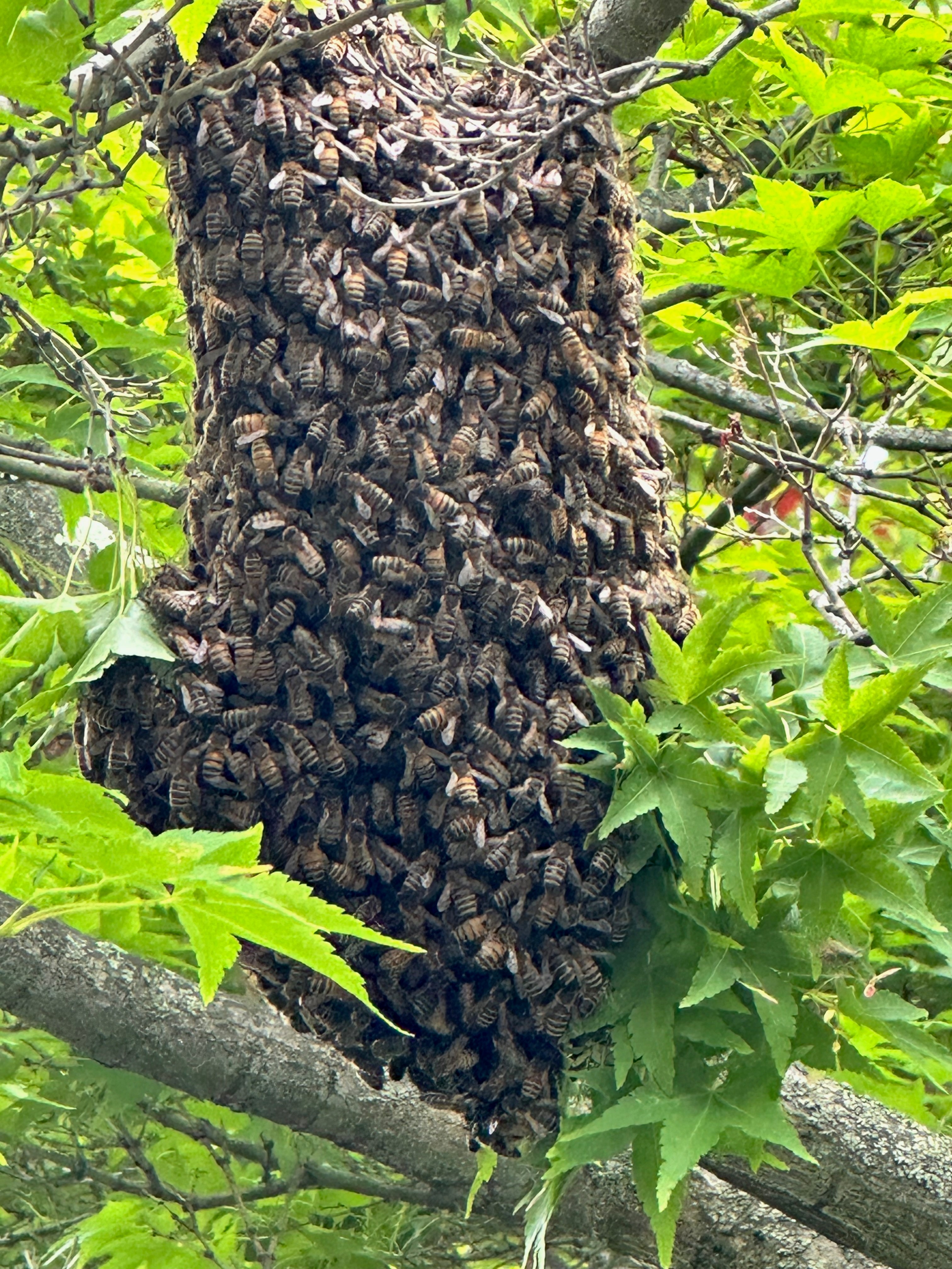 Reported a Bee Swarm in Illinois? Here's What Happens Next