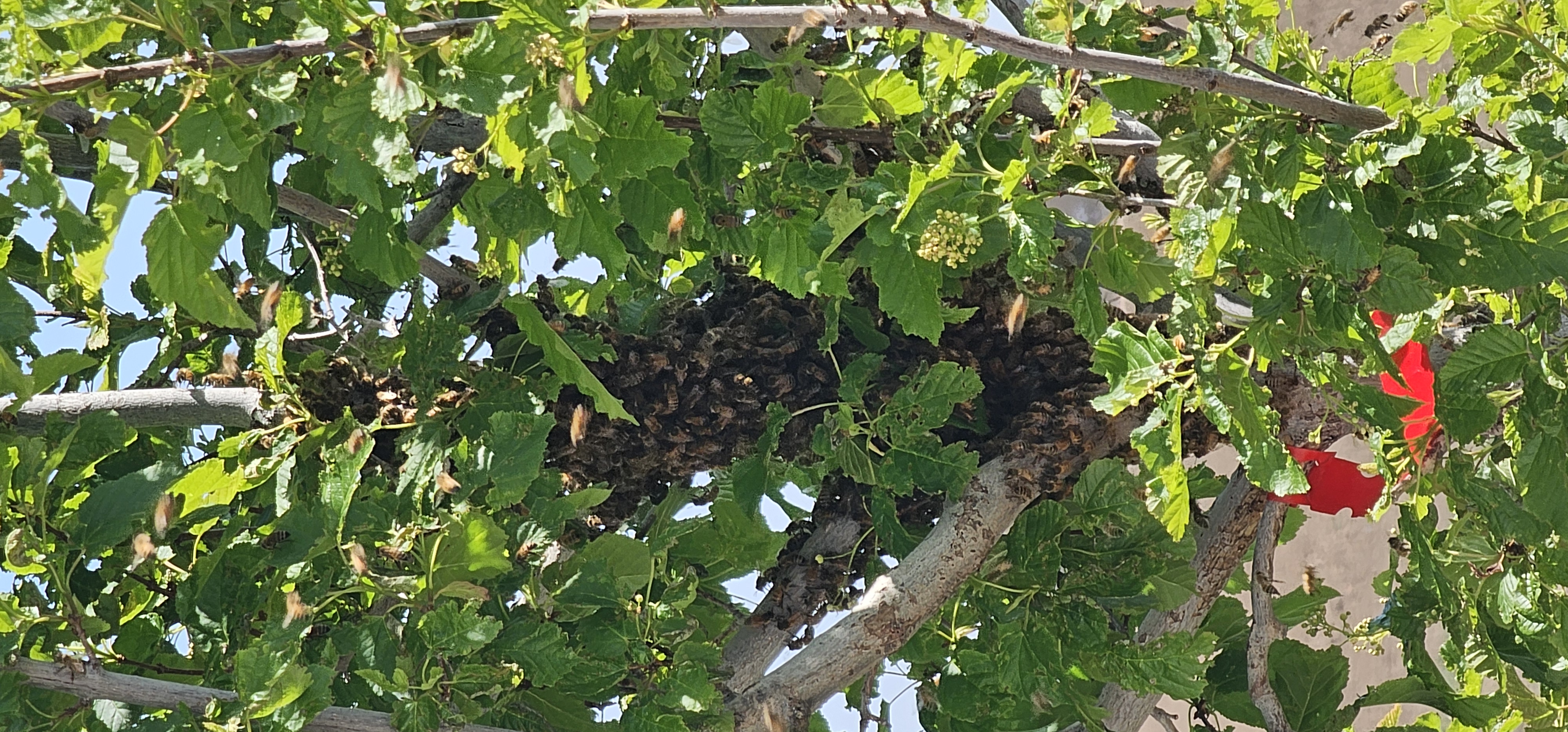 Reported a Bee Swarm in Montana? Here's What to Expect