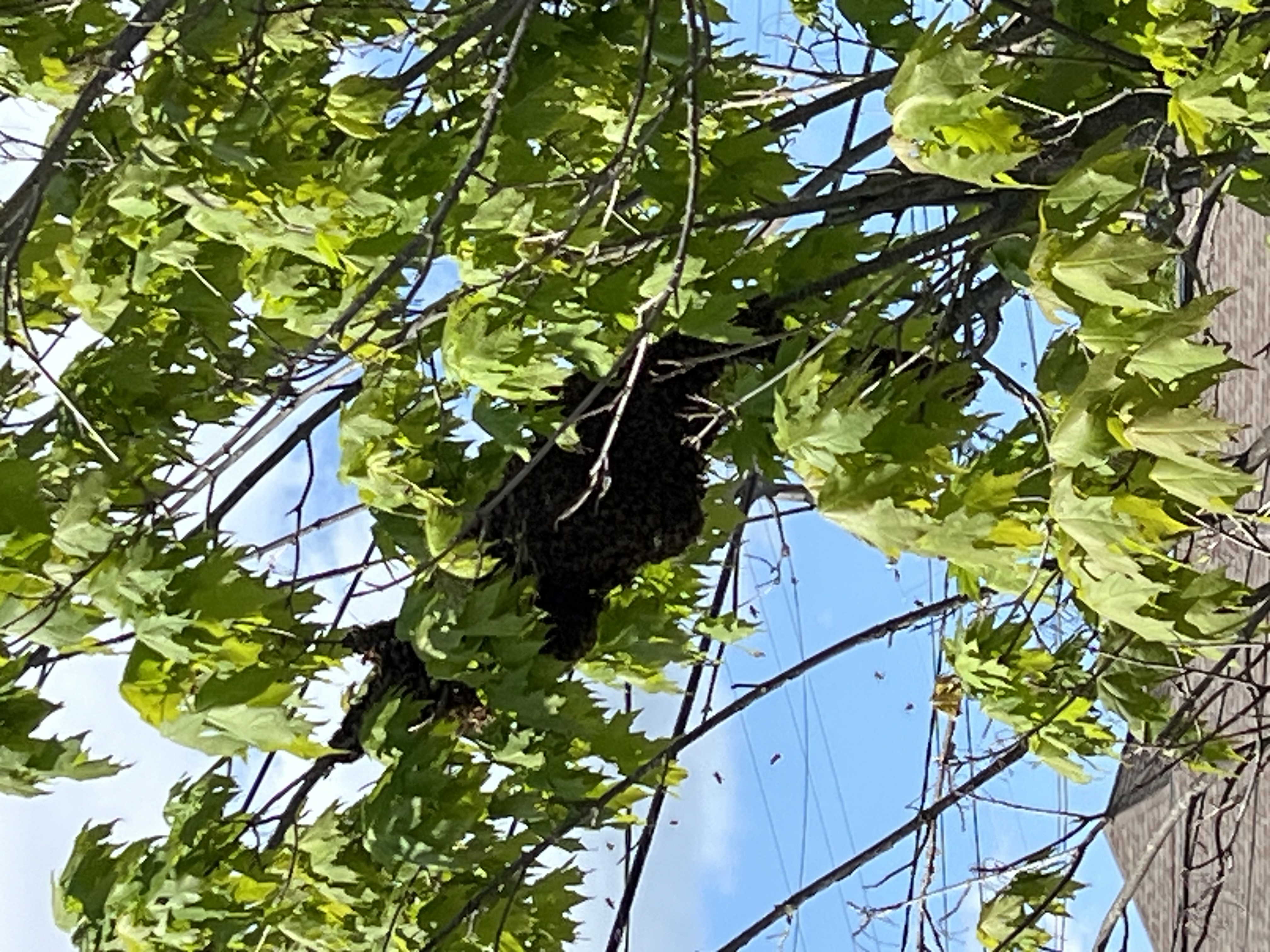 Reported a Bee Swarm in California? Here's What Happens Next