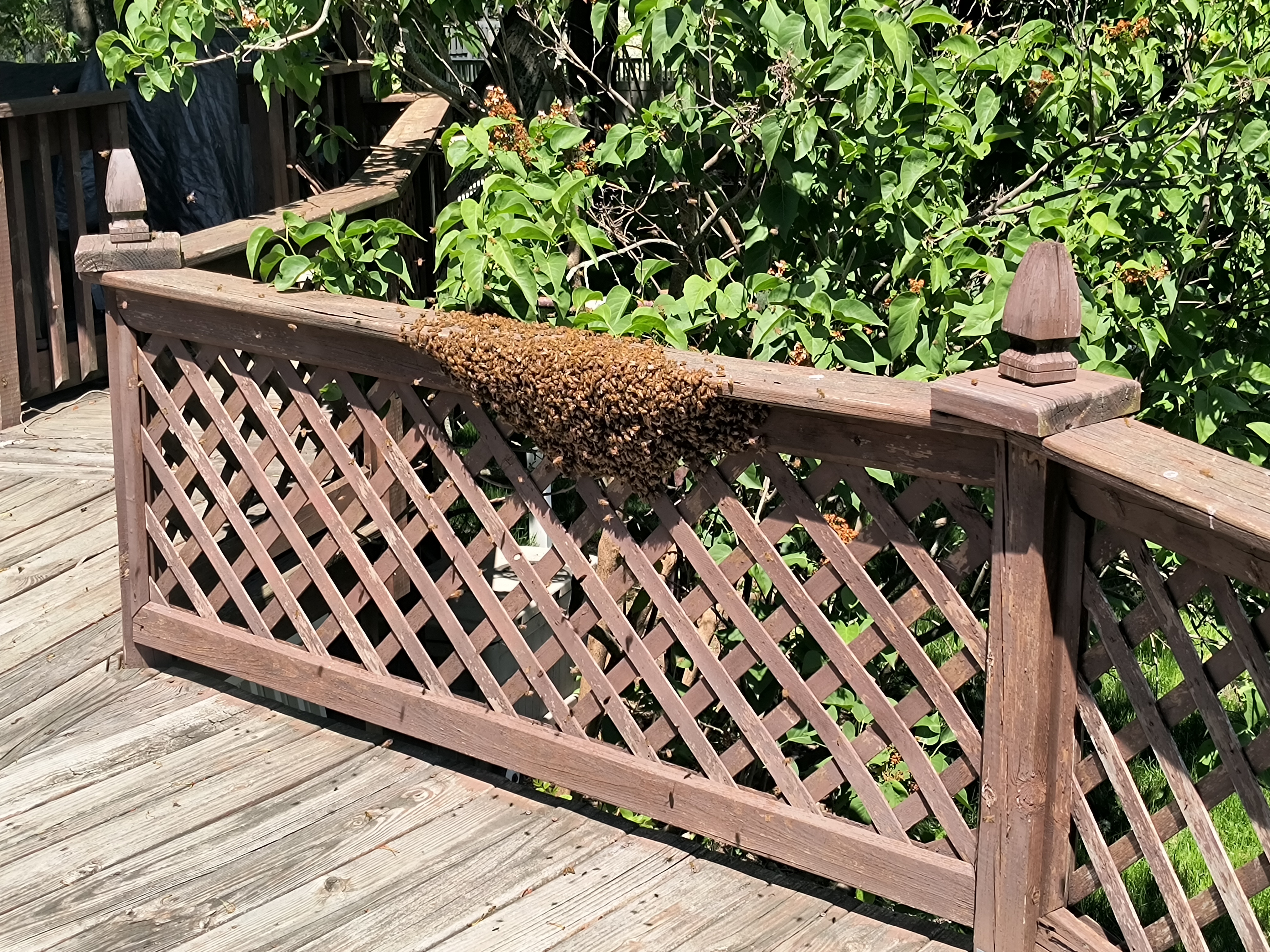 You Reported a Bee Swarm in Oregon: What Happens Next